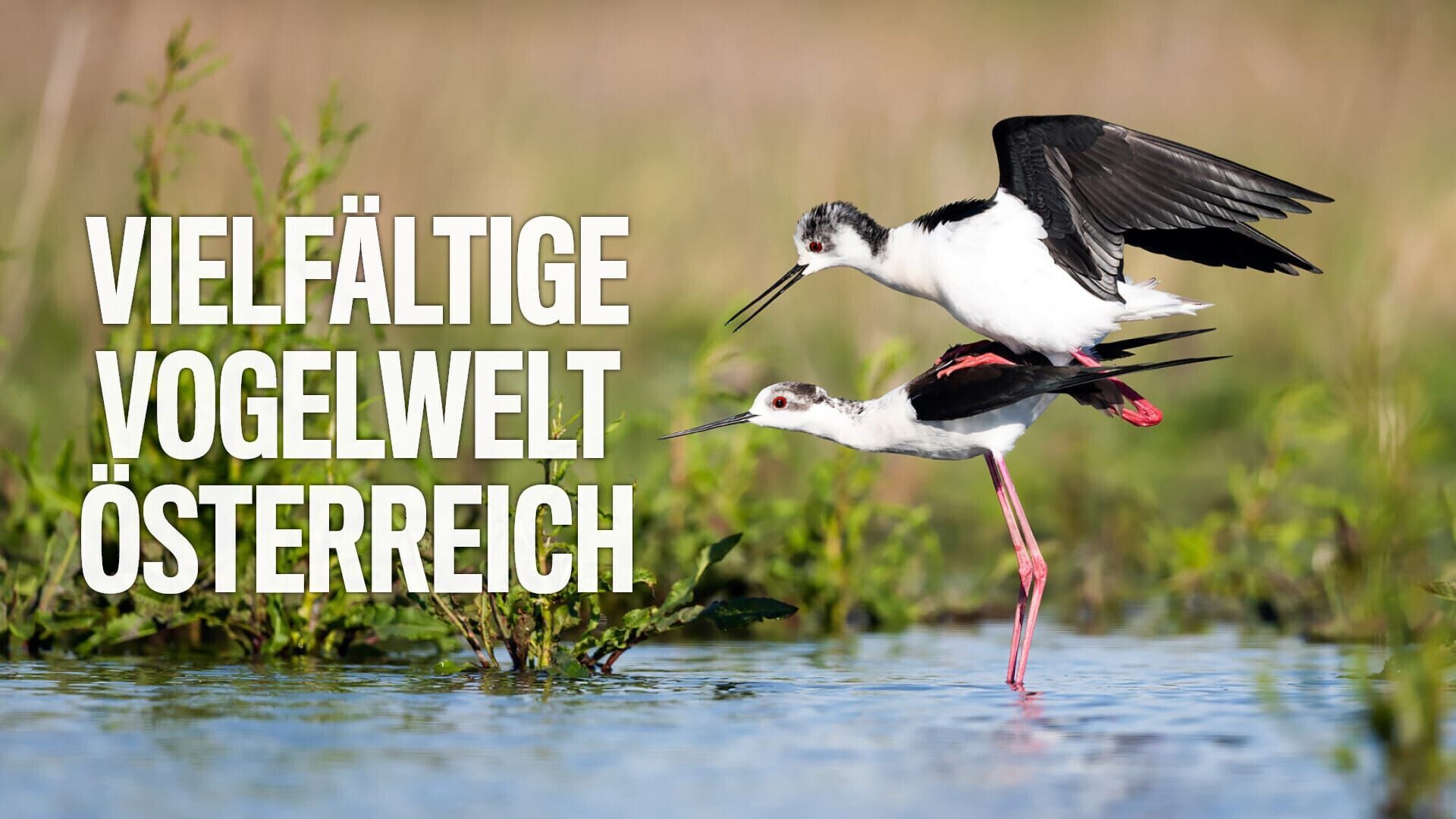 Vielfältige Vogelwelt Österreich