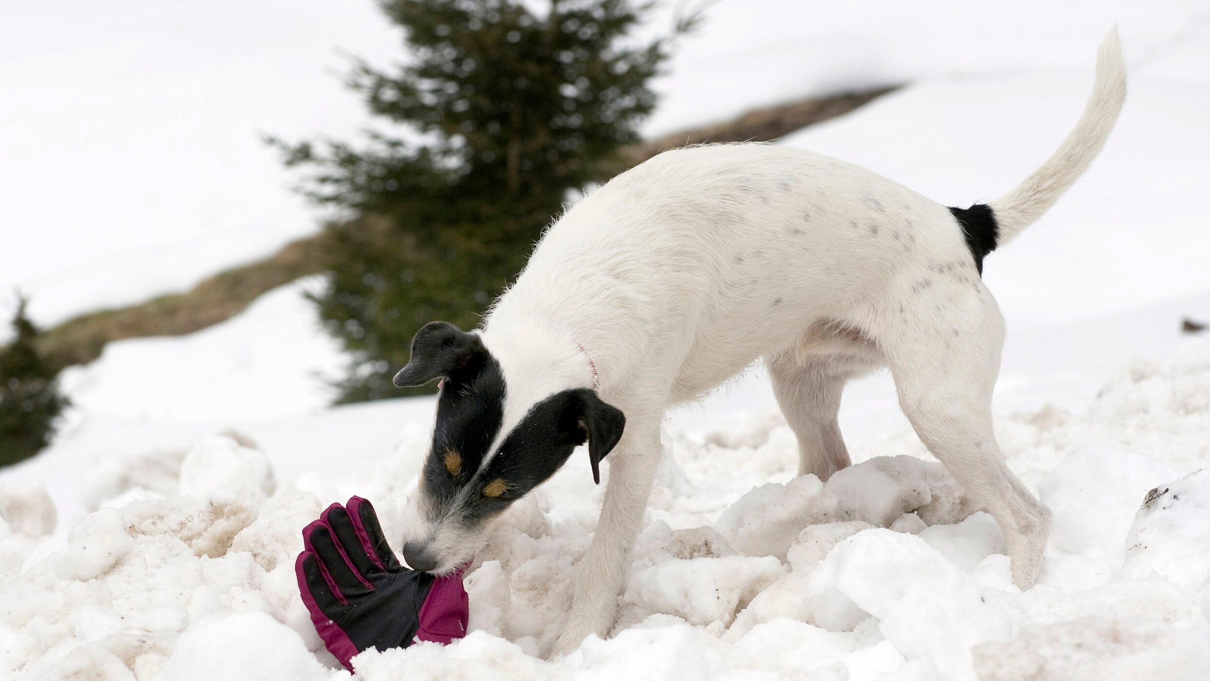 Tiere bis unters Dach