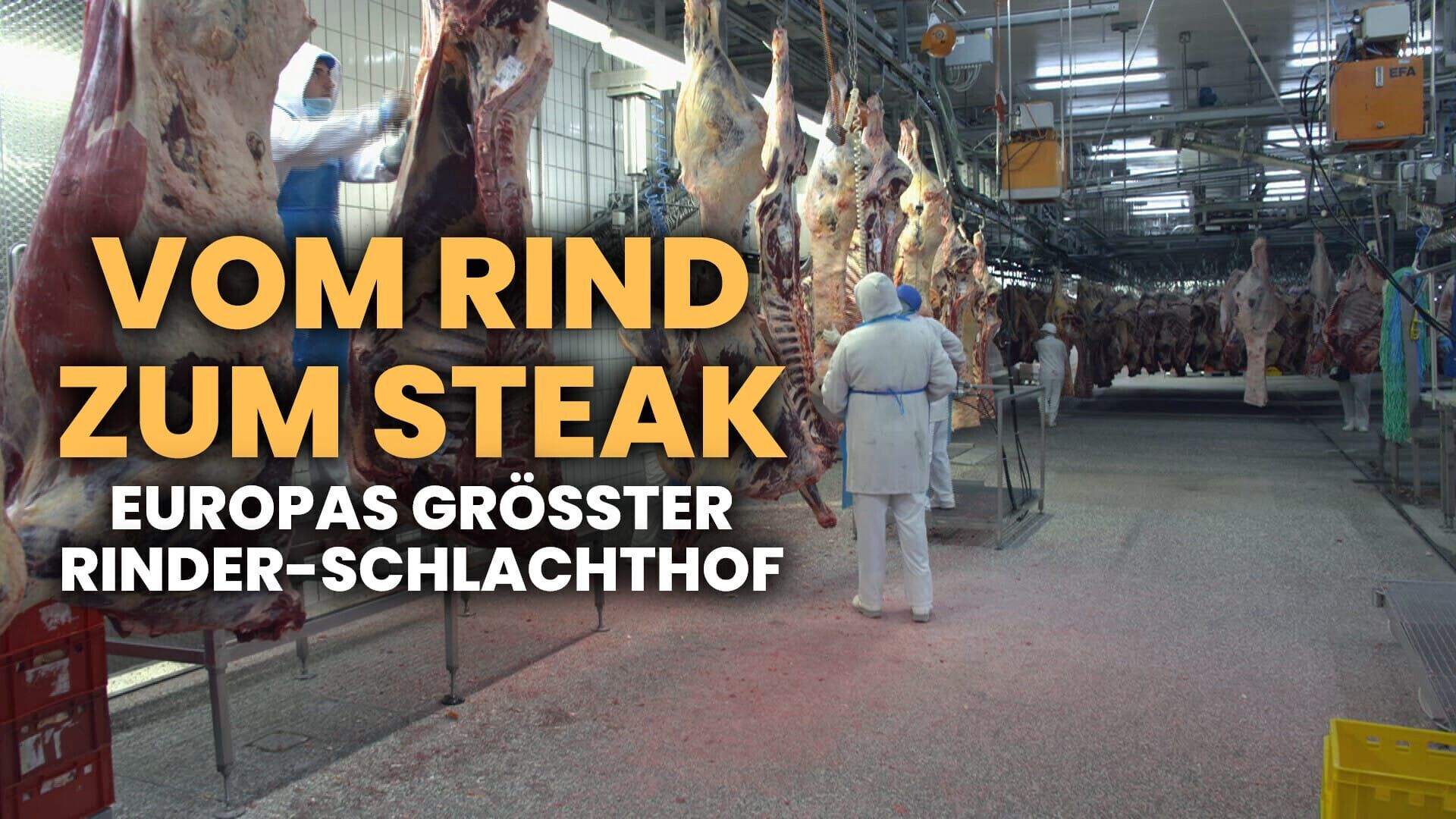 Vom Rind zum Steak – Europas größter Rinder-Schlachthof