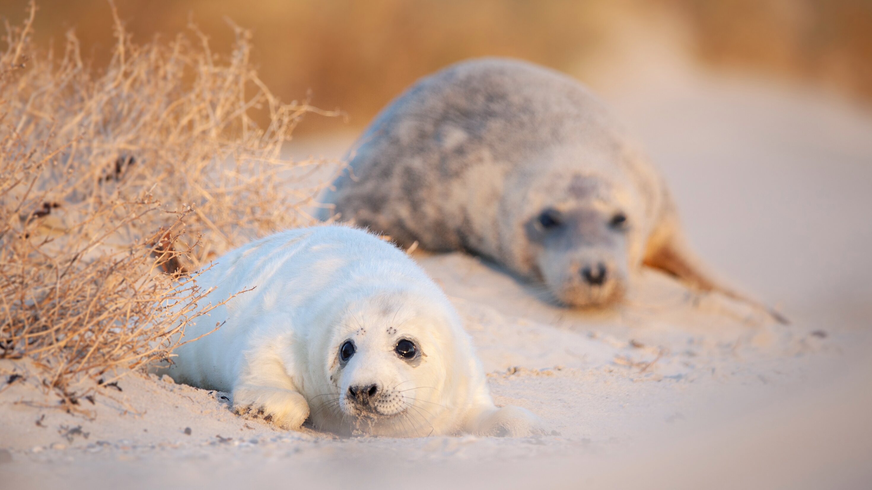 Die Nordfriesischen Inseln – Im Griff der Naturgewalten