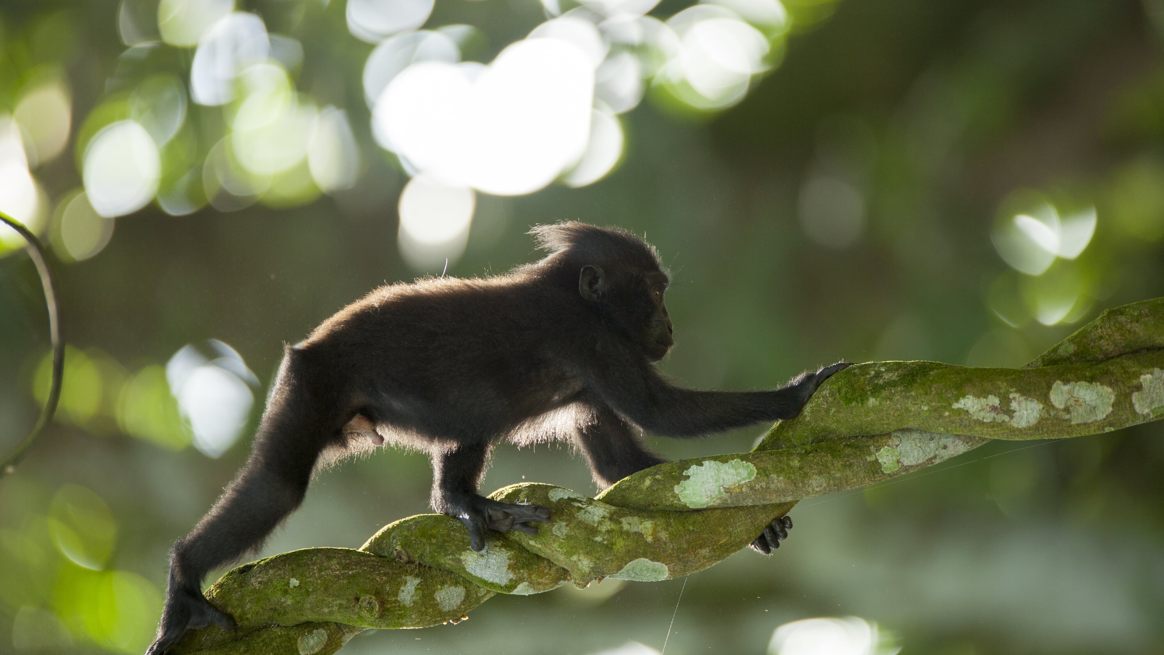 Die Affen von Sulawesi