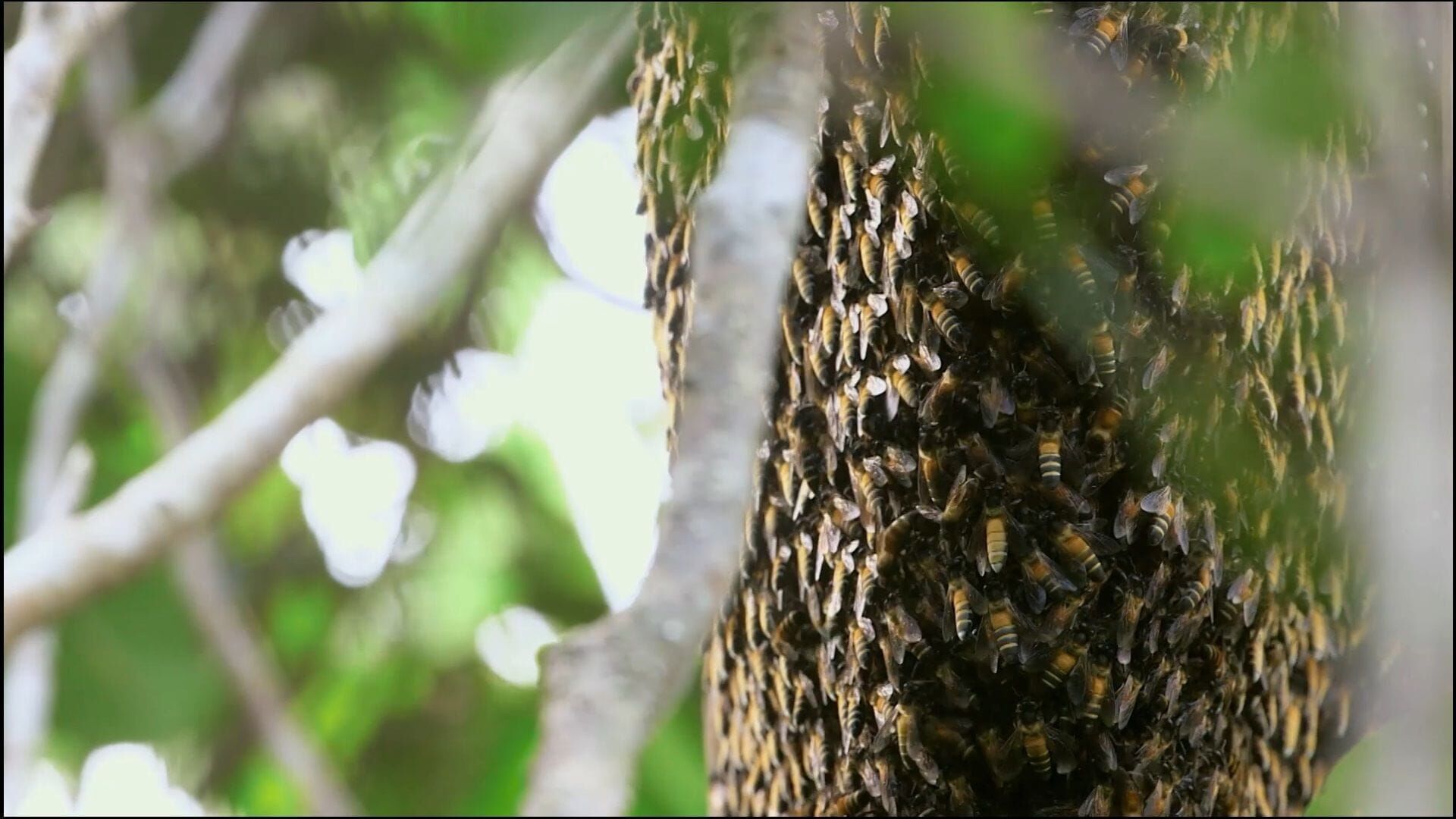 Die Bienenflüsterer