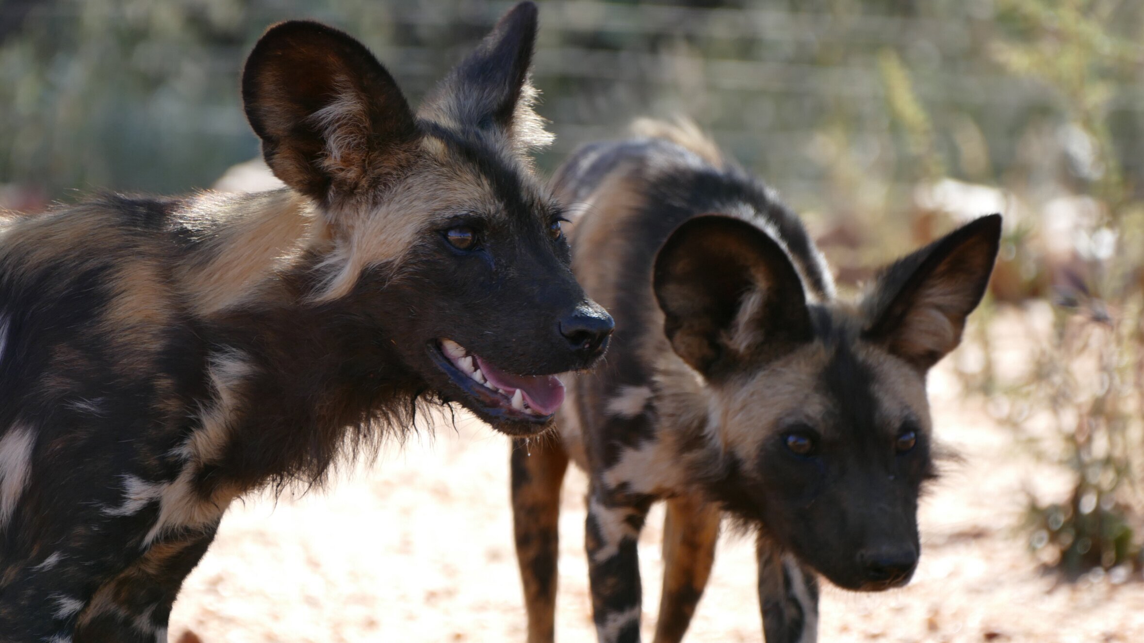 Anna und die wilden Tiere