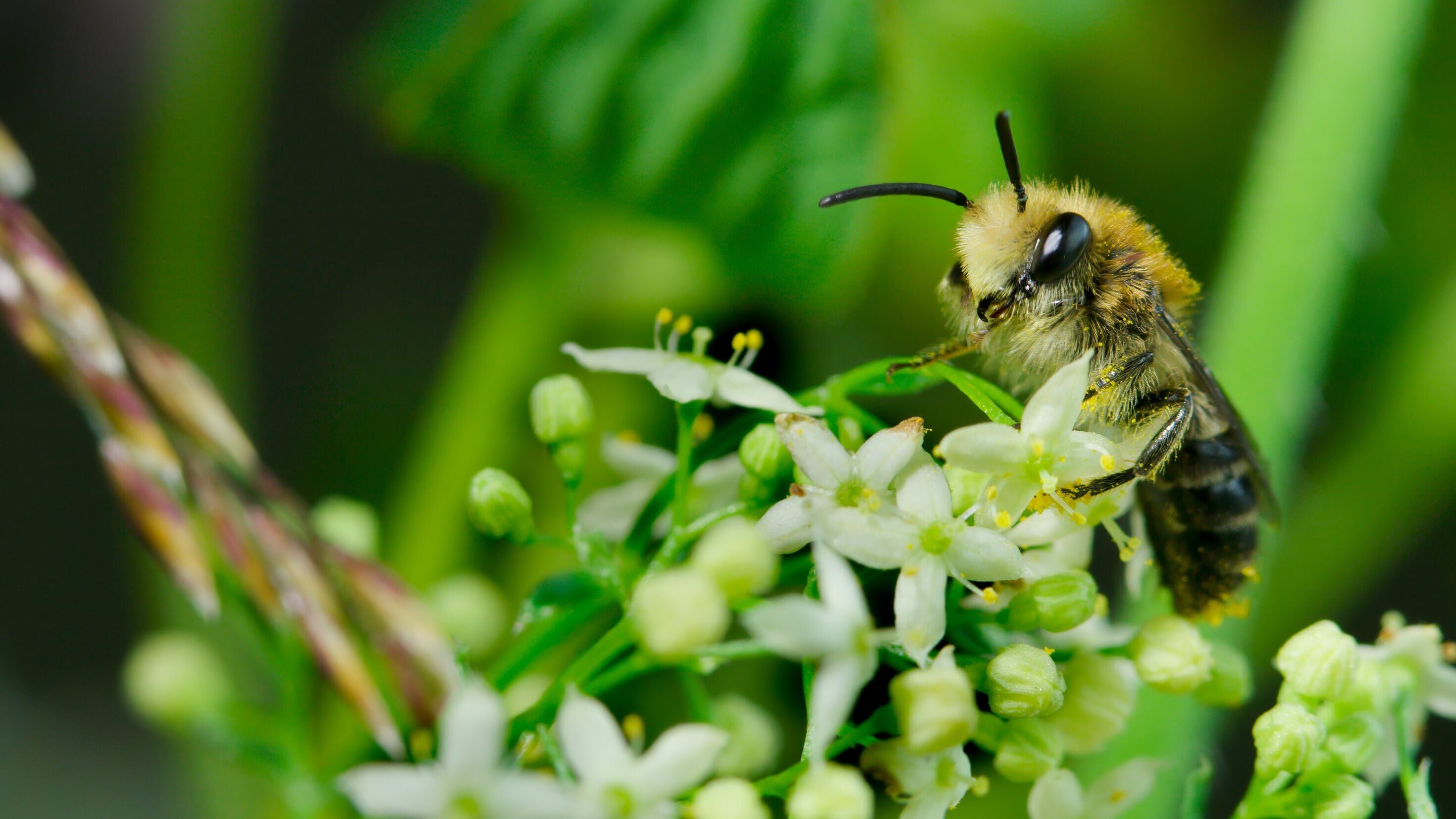 Das Ende der Insekten?