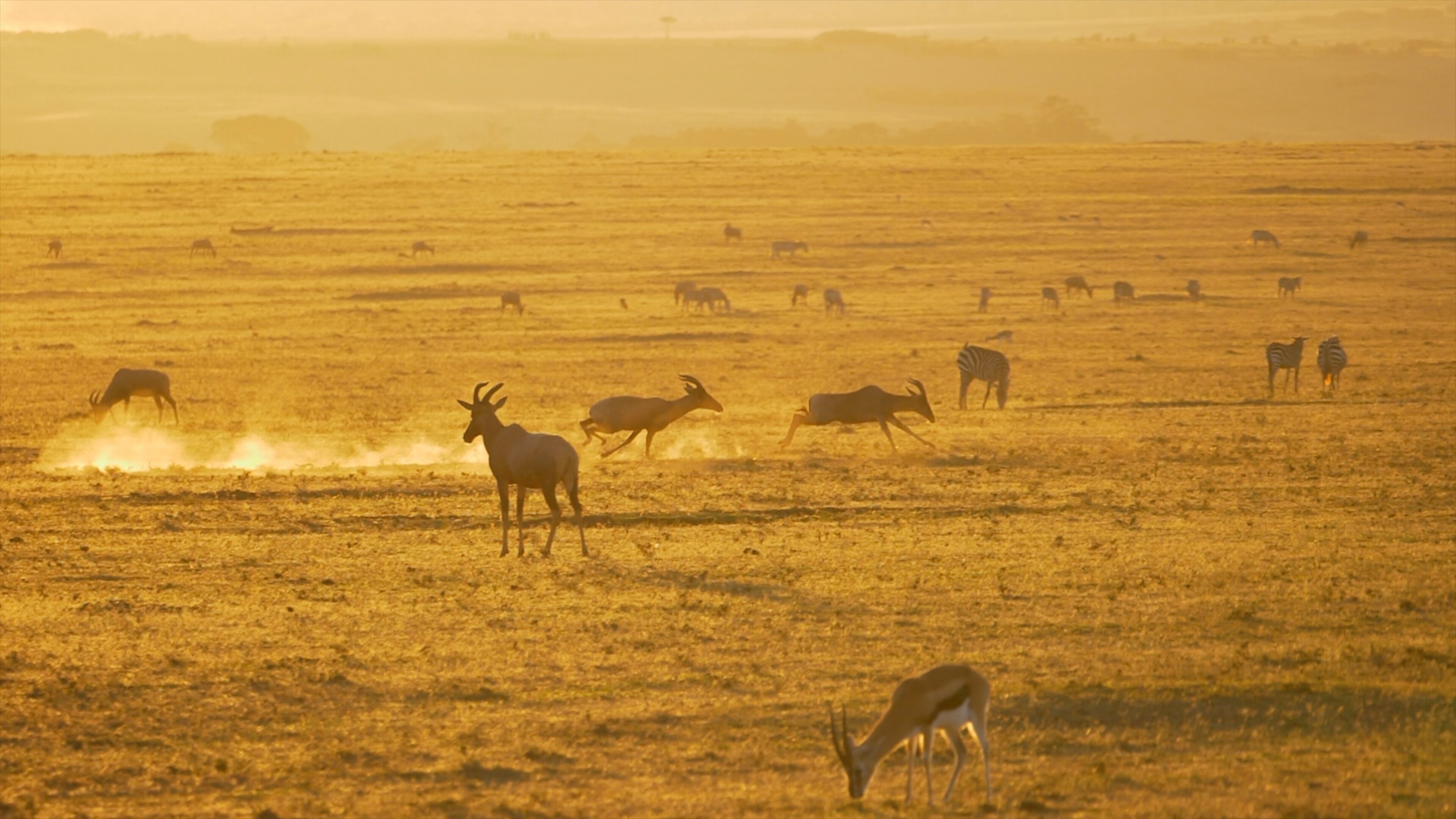 Die Großkatzen der Masai Mara