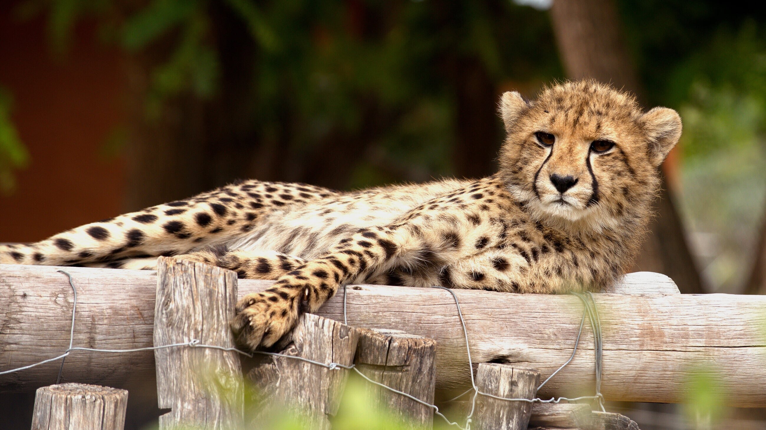 Das Waisenhaus für wilde Tiere – Abenteuer Afrika