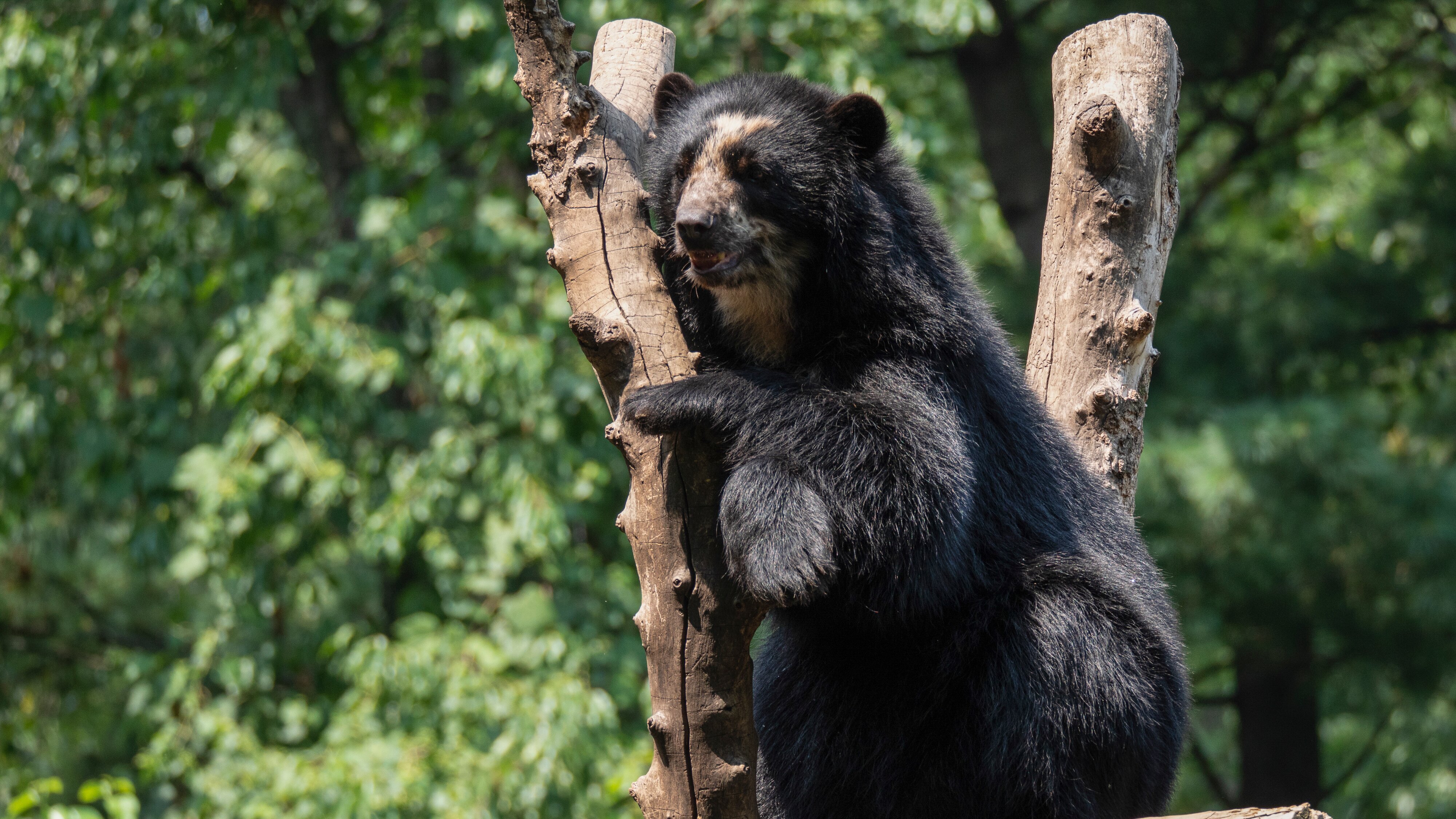 Bronx Zoo – Tierpark der Superlative