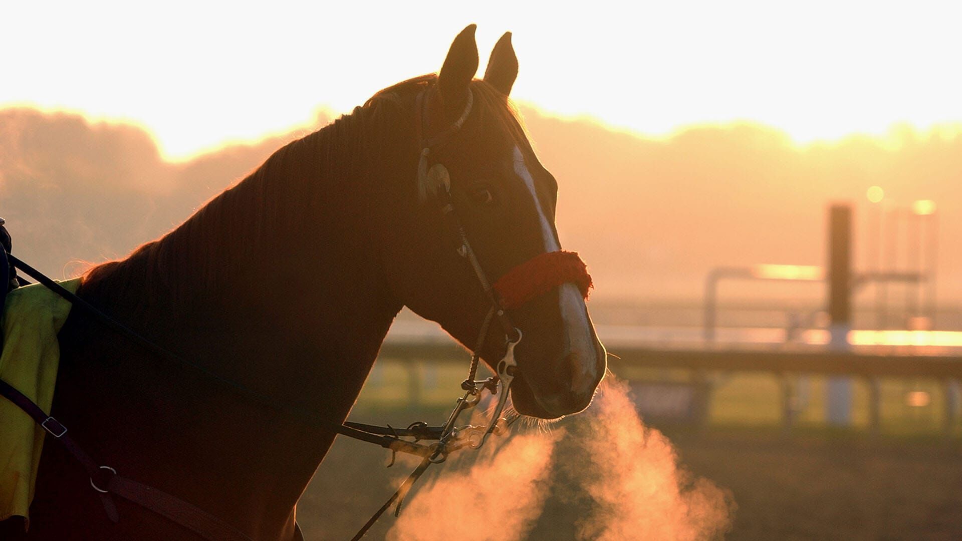Pferdesport: Royal Windsor Horse Show