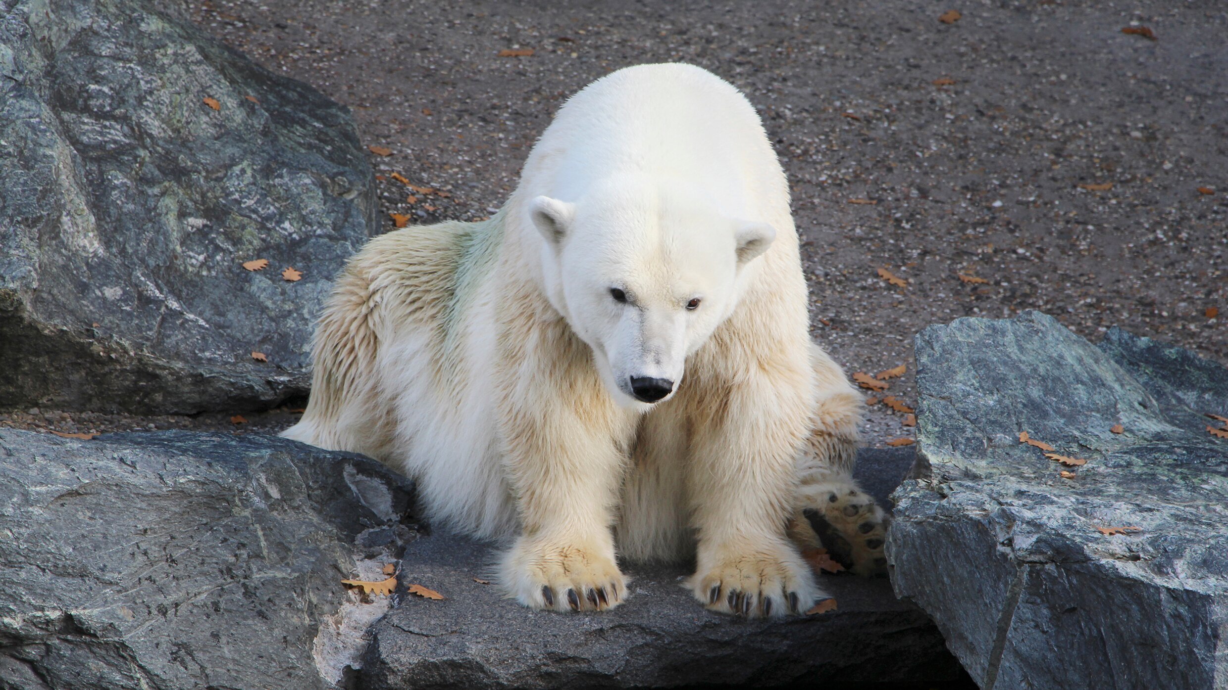 Eisbär, Affe & Co.