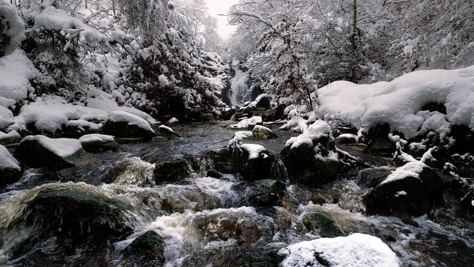 Wildes Belgien