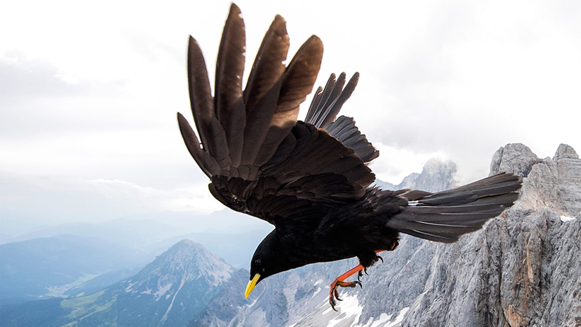 Von der Steppe in die Alpen – Vögel in Österreich