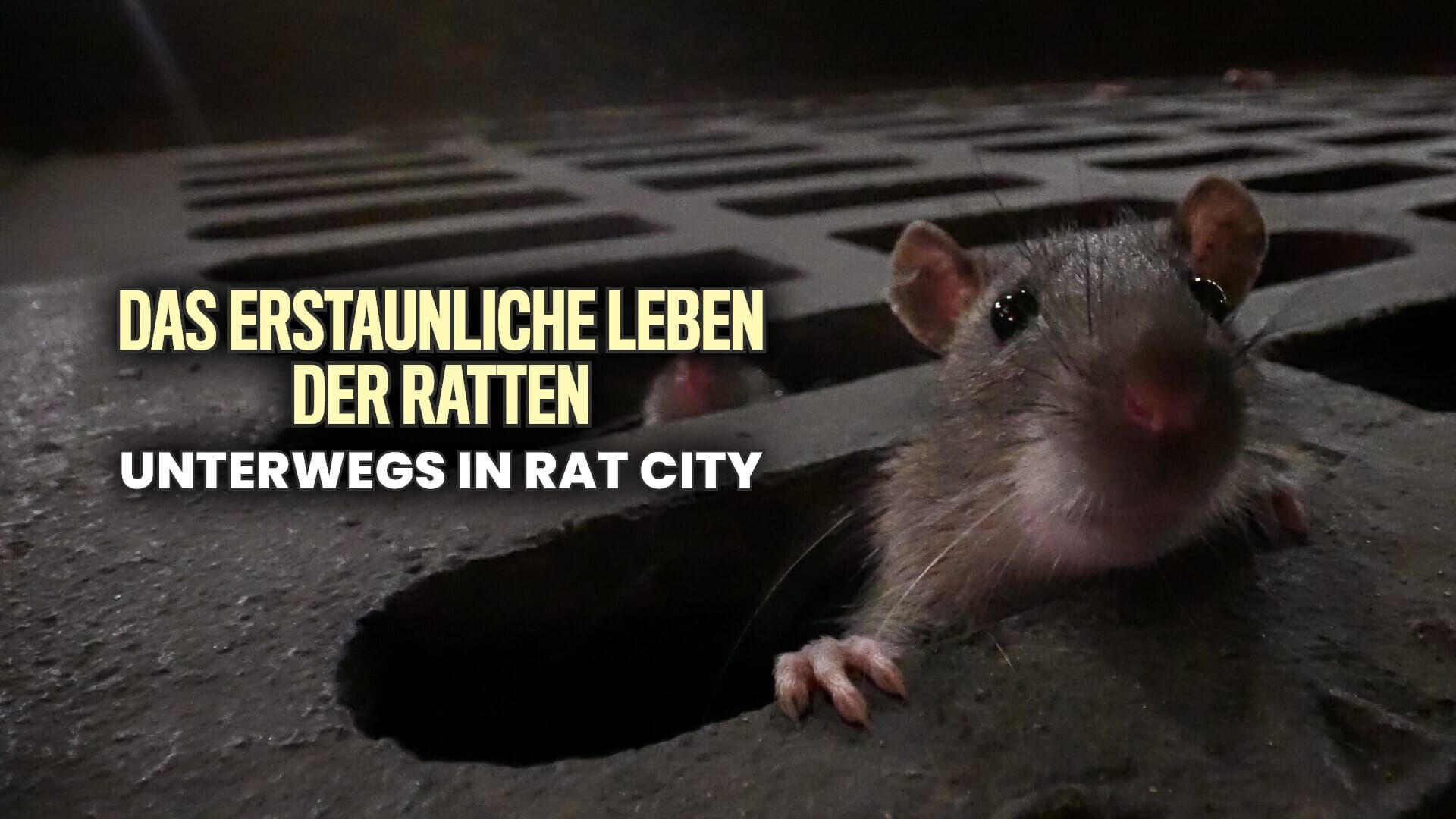 Das erstaunliche Leben der Ratten – Unterwegs in Rat City