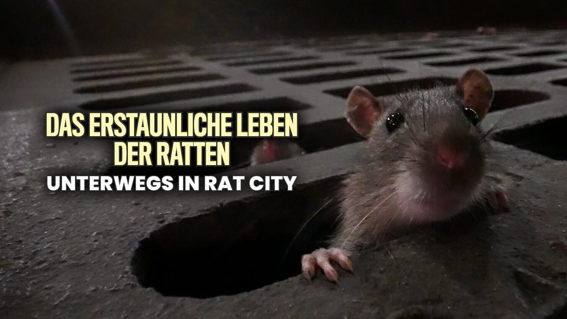 Das erstaunliche Leben der Ratten – Unterwegs in Rat City