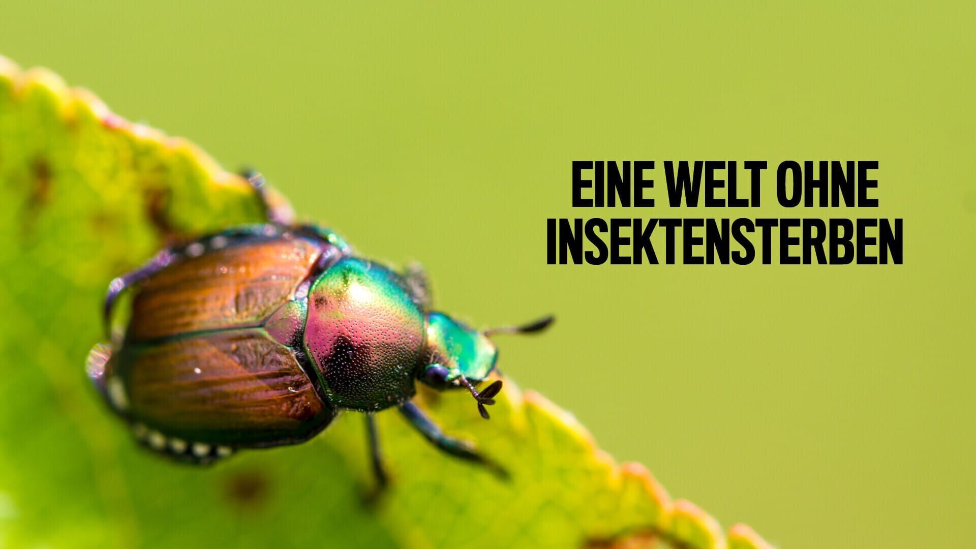 Eine Welt ohne Insektensterben