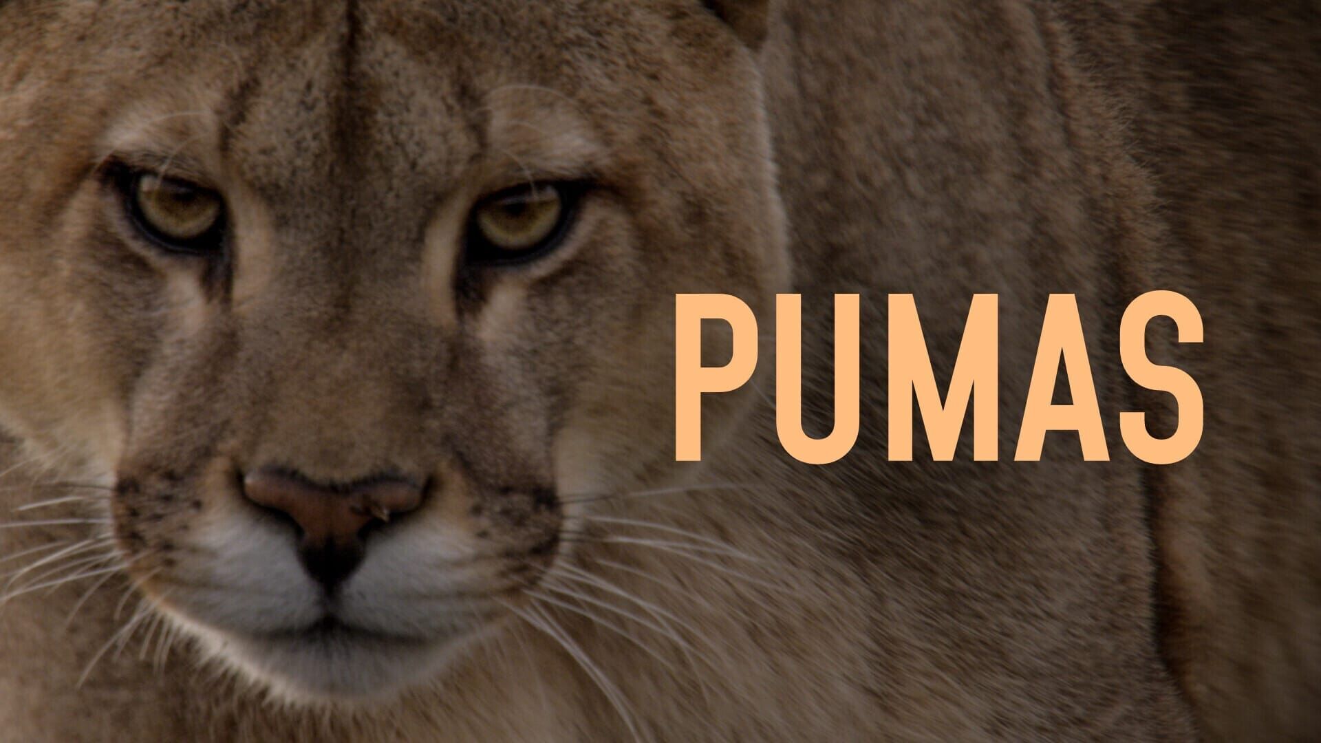 Pumas