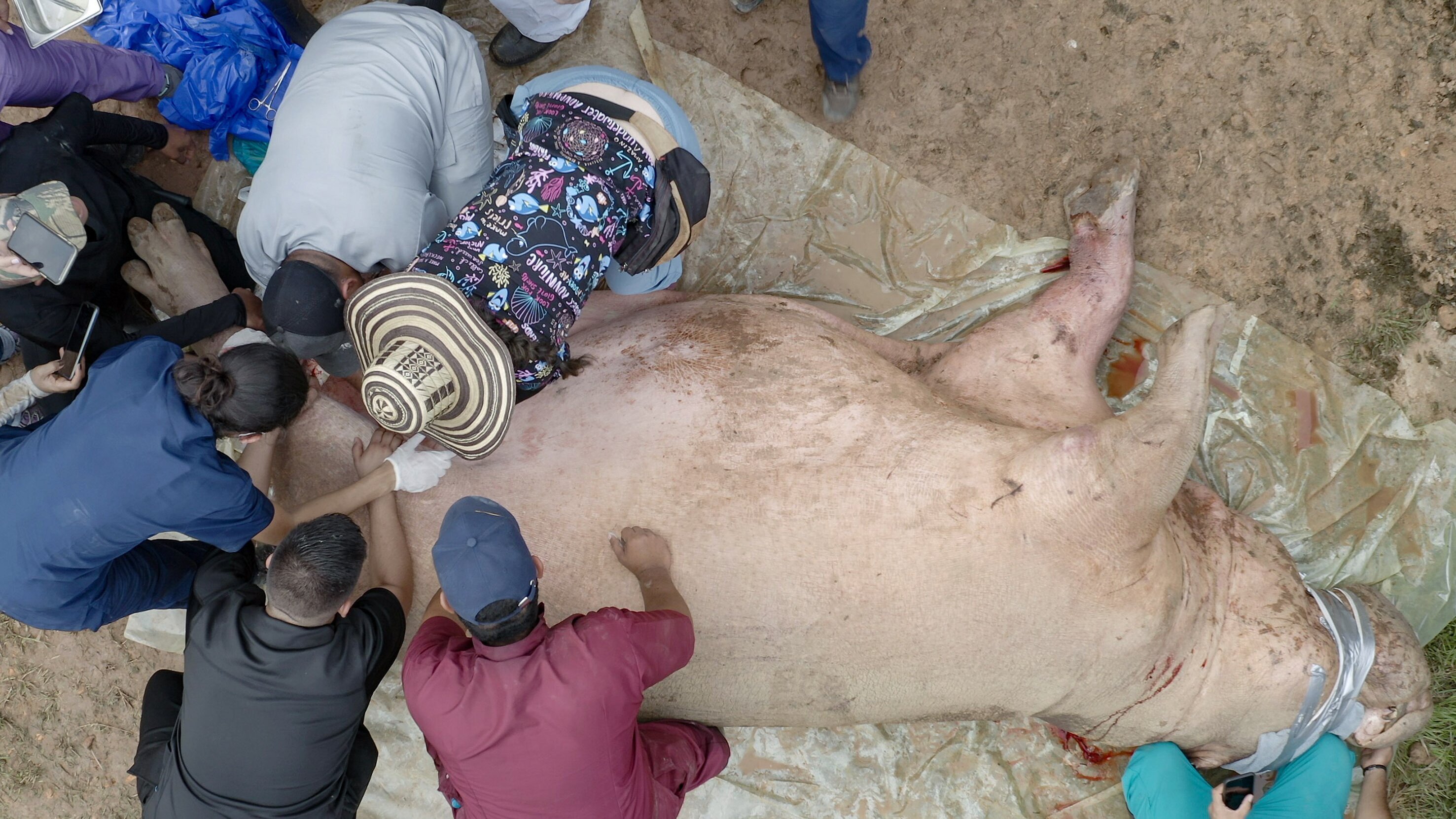 Escobars Erbe: Kolumbiens Kokain-Hippos