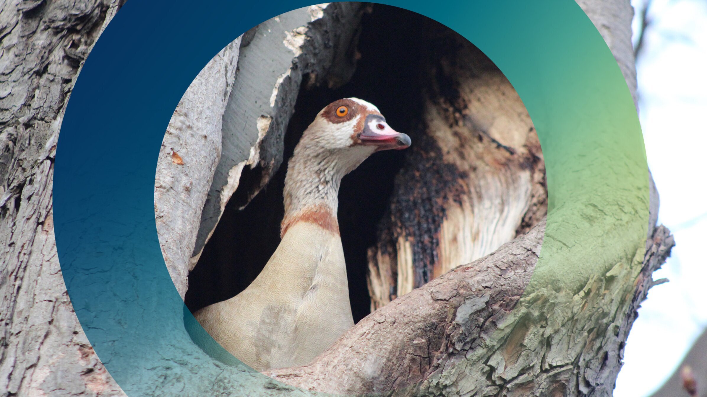 planet e.: Die Nilgans-Plage