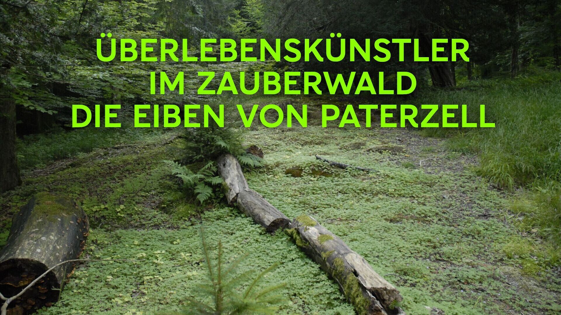 Überlebenskünstler im Zauberwald – Die Eiben von Paterzell