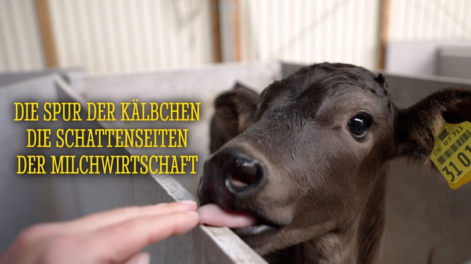 Die Spur der Kälbchen: Die Schattenseiten der Milchwirtschaft