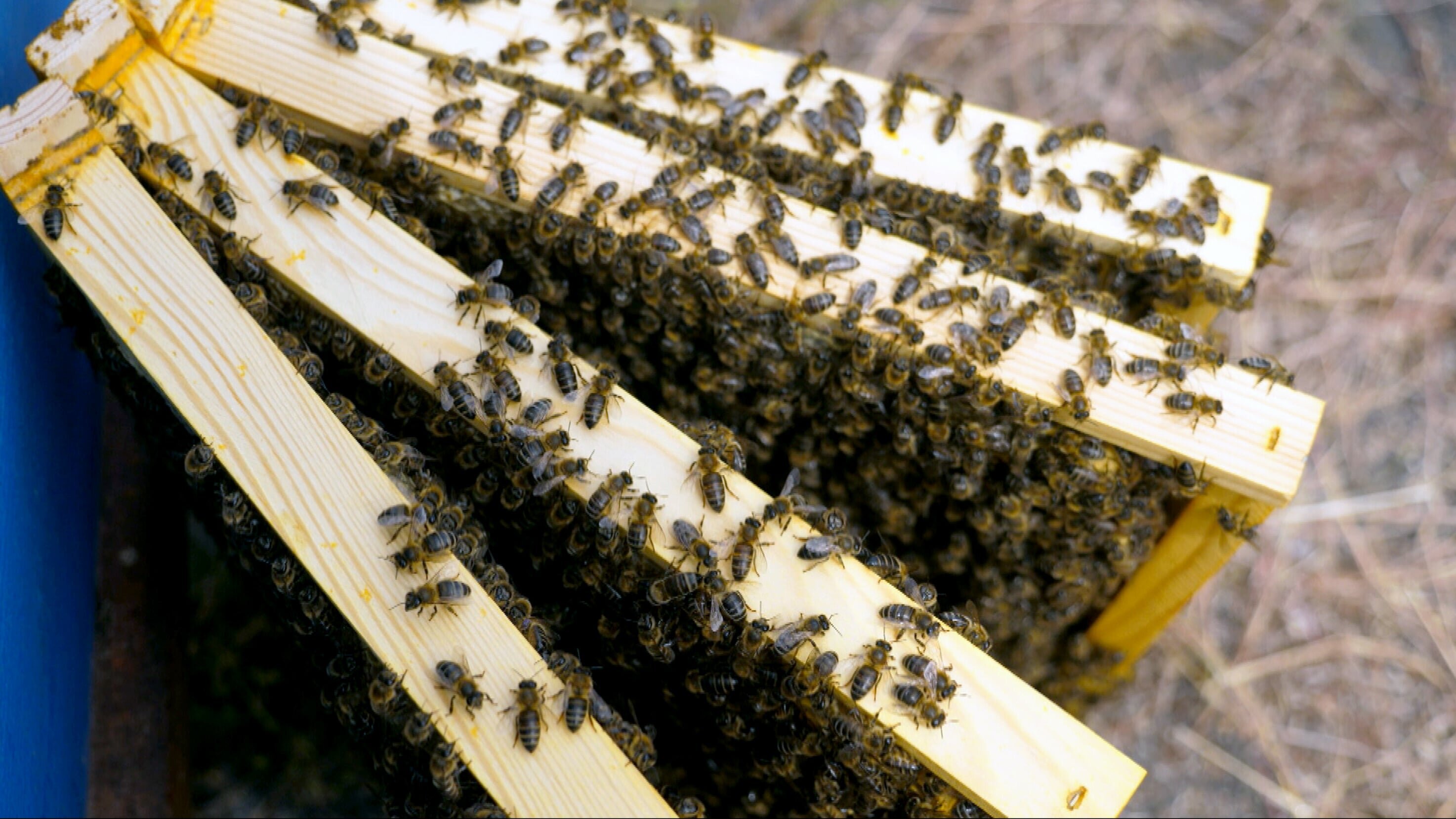 Die Bienenflüsterer