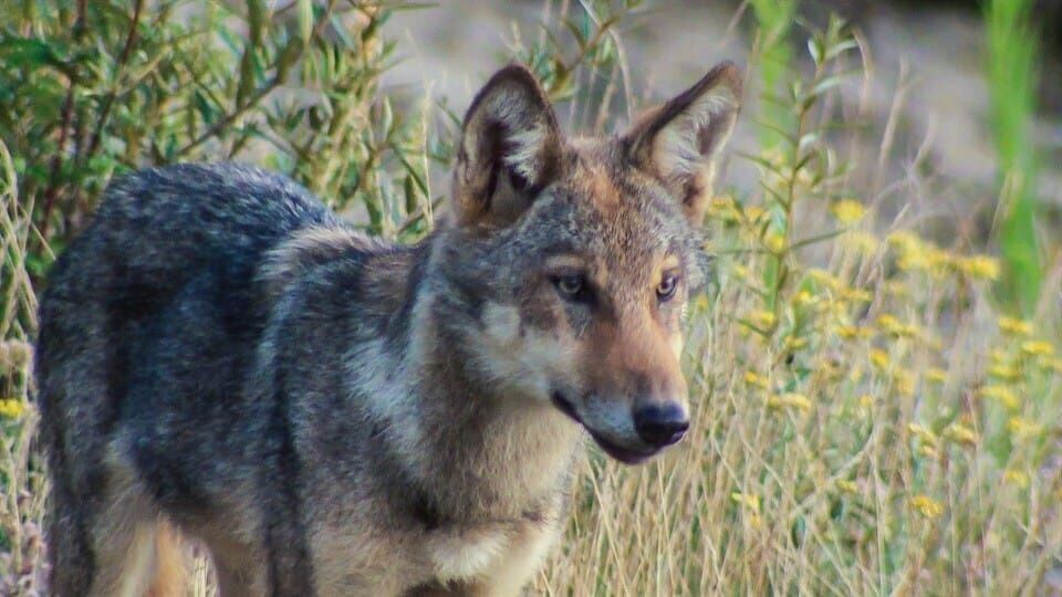 Löwenzähnchen – Eine Schnüffelnase auf Entdeckungstour