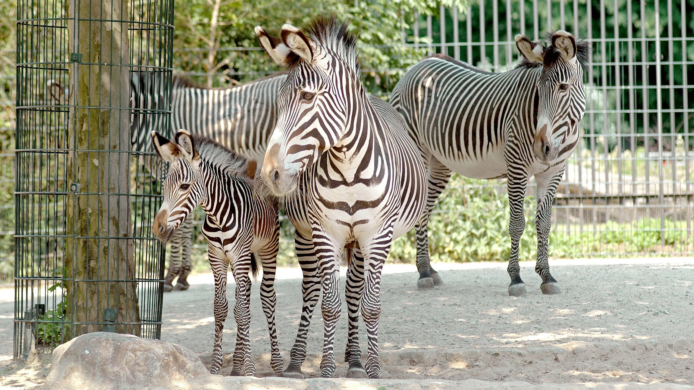 Elefant, Tiger & Co.