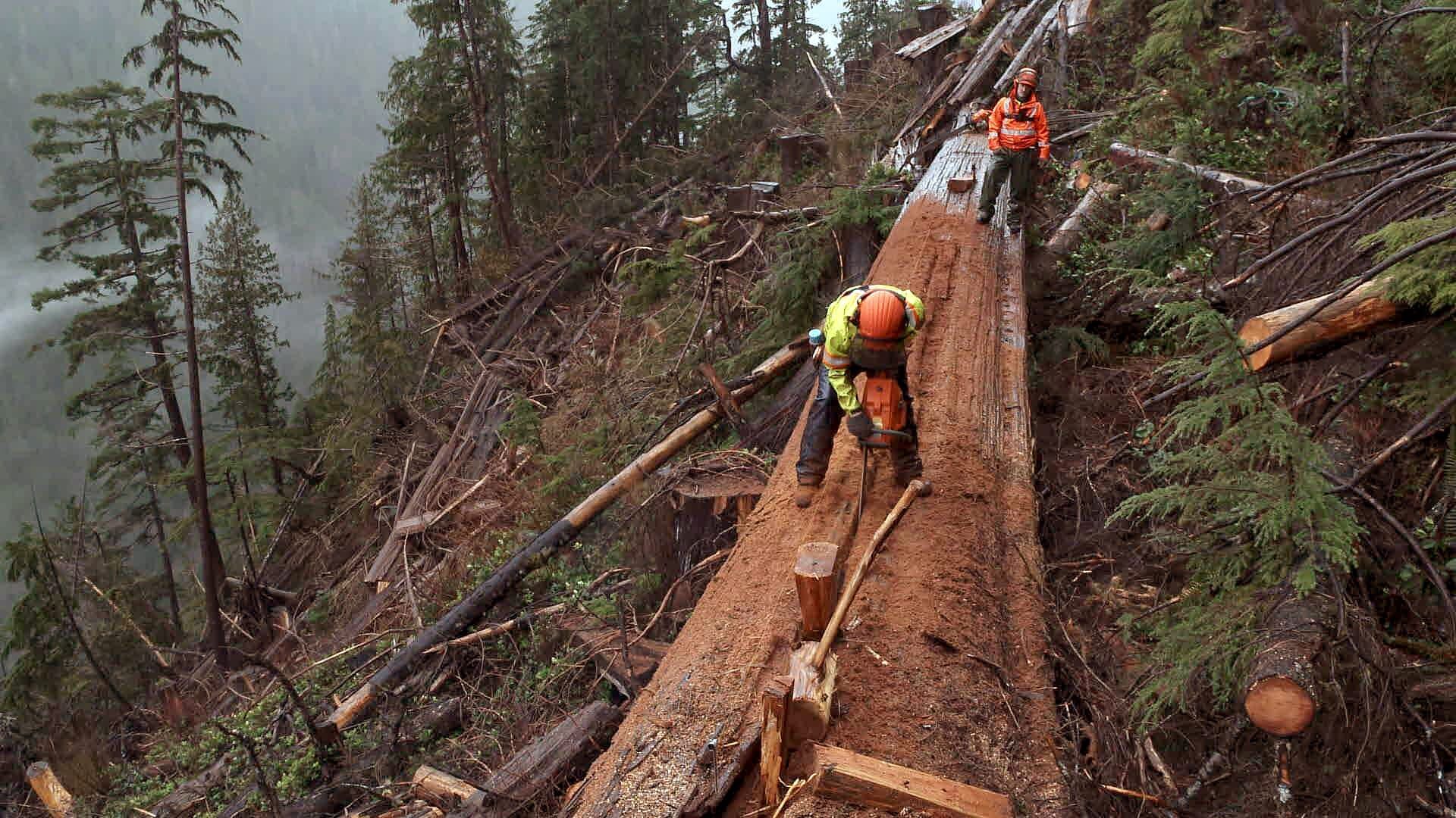 Timber Titans – Kanadas härteste Holzfäller