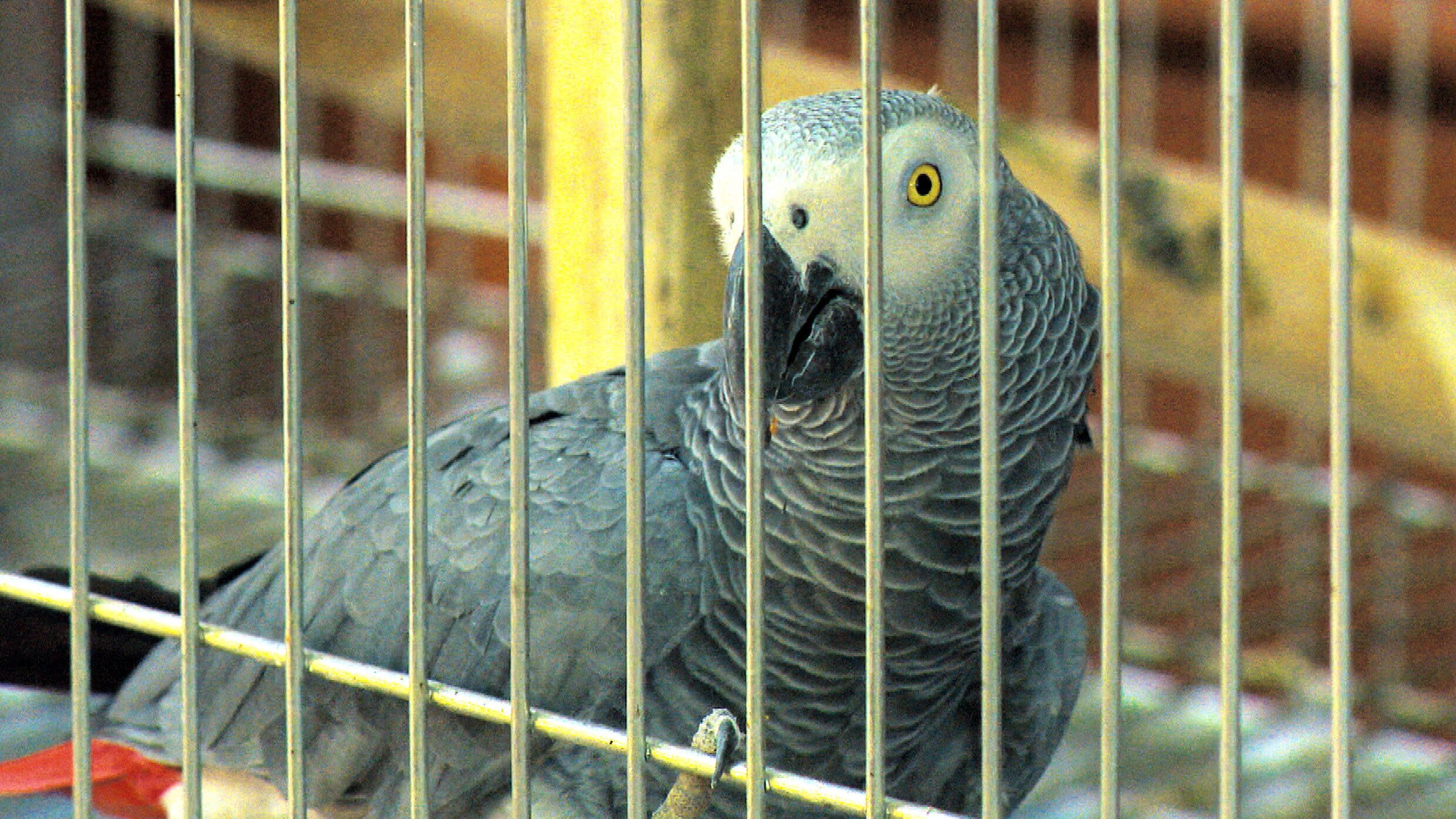 Das Waisenhaus für wilde Tiere