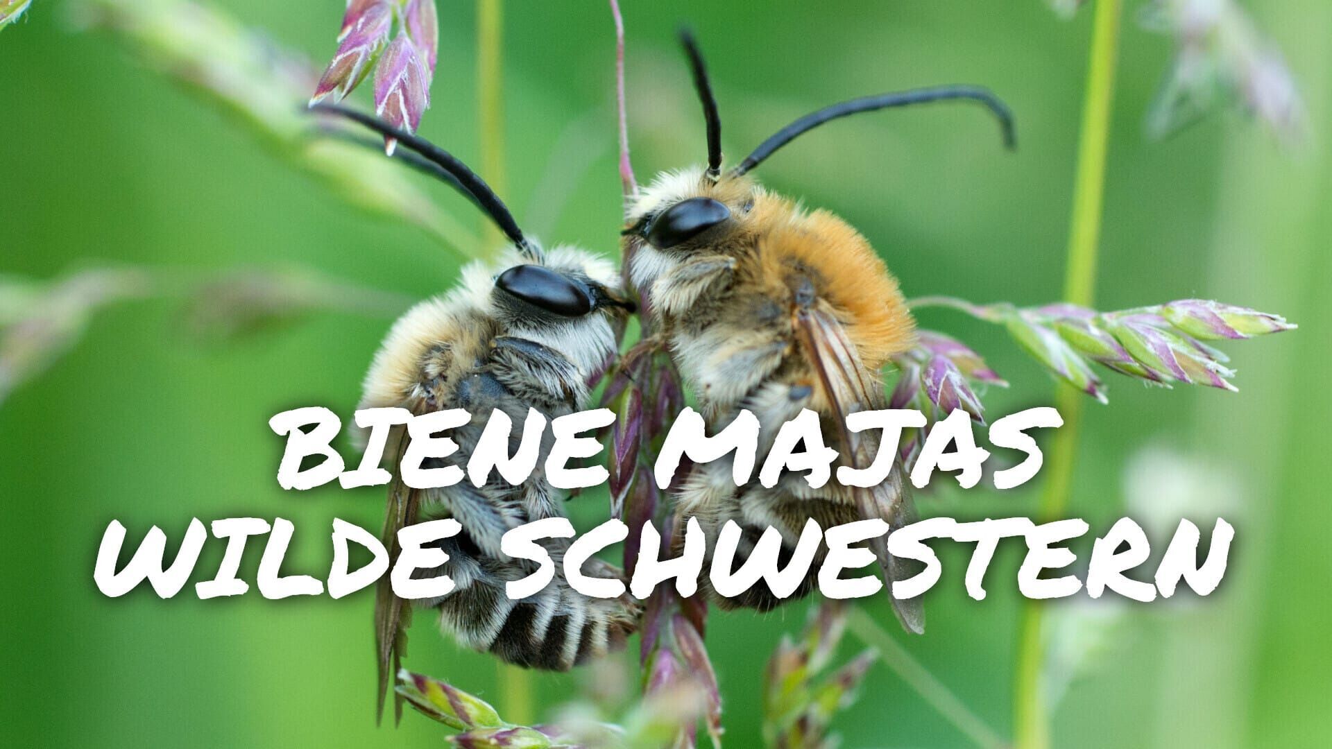 Biene Majas wilde Schwestern