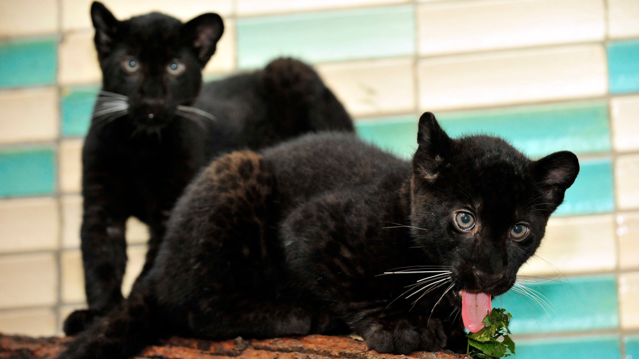 Panda, Gorilla & Co.