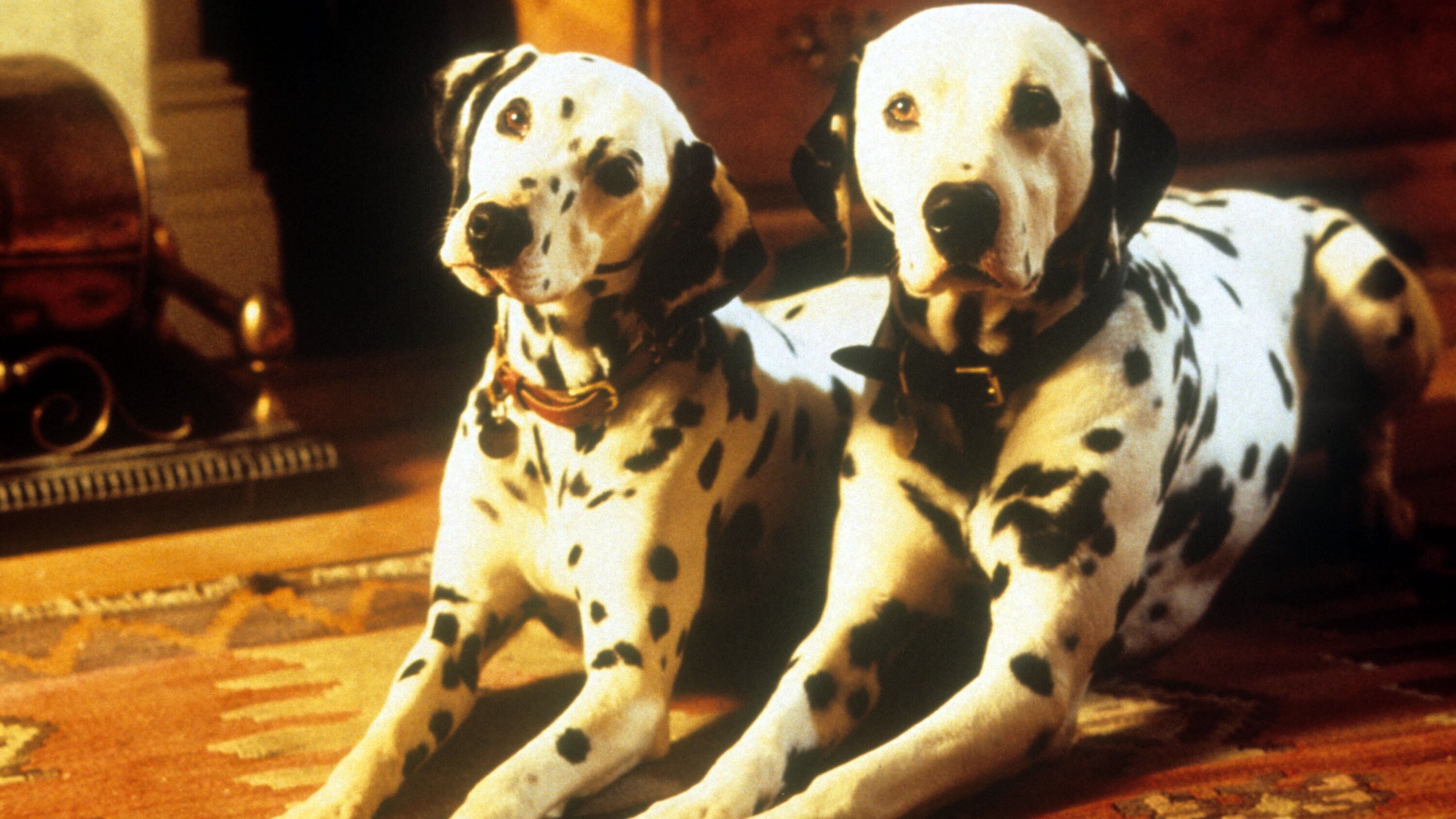 101 Dalmatiner – Diesmal sind die Hunde echt
