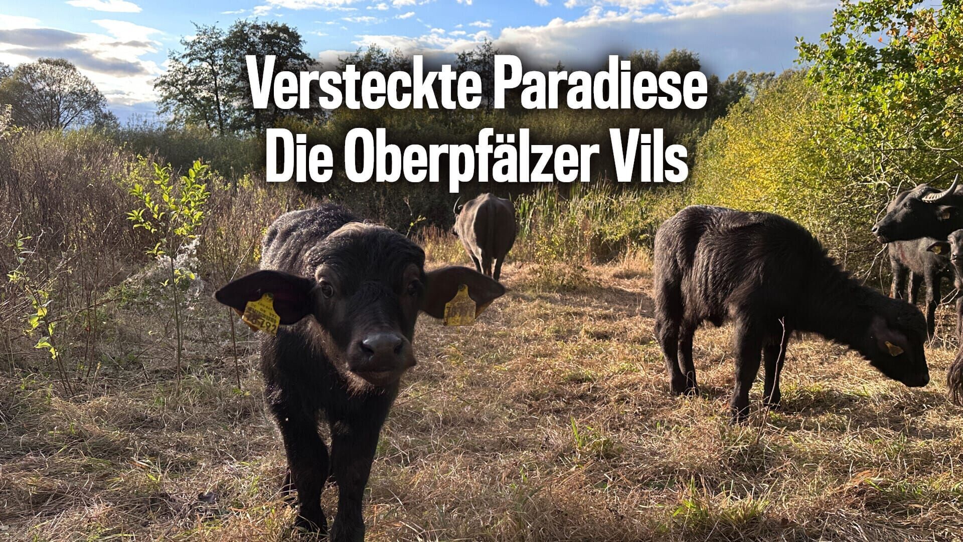 Versteckte Paradiese – Die Oberpfälzer Vils