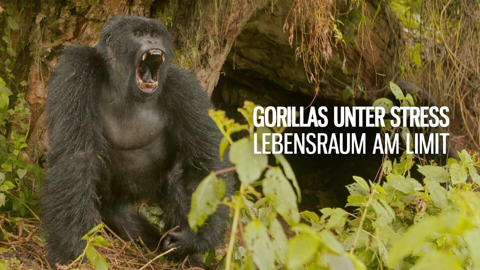 Gorillas unter Stress