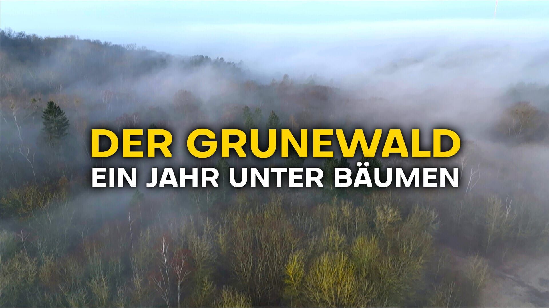 Der Grunewald – Ein Jahr unter Bäumen