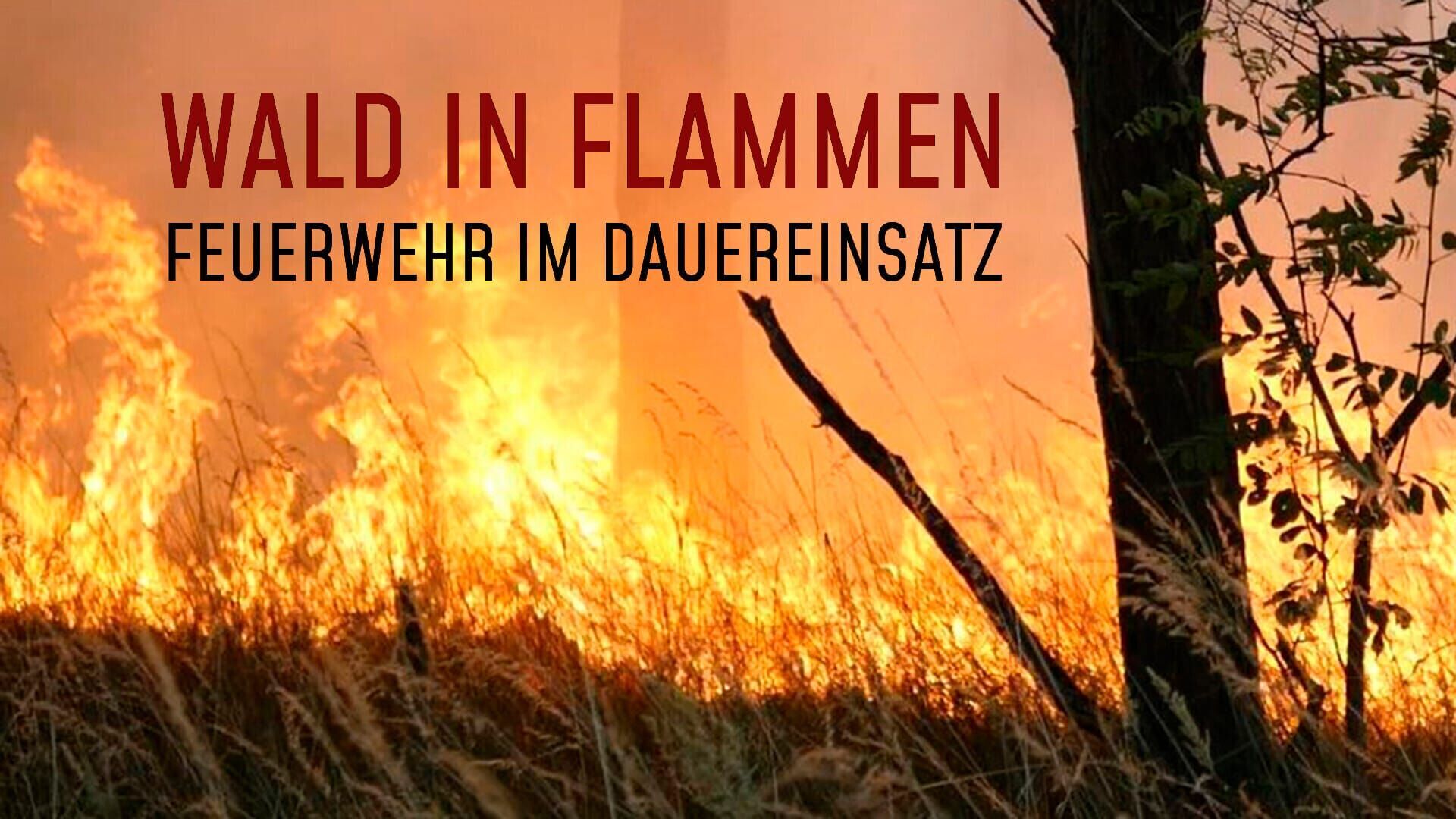 Die rbb Reporter: Wald in Flammen