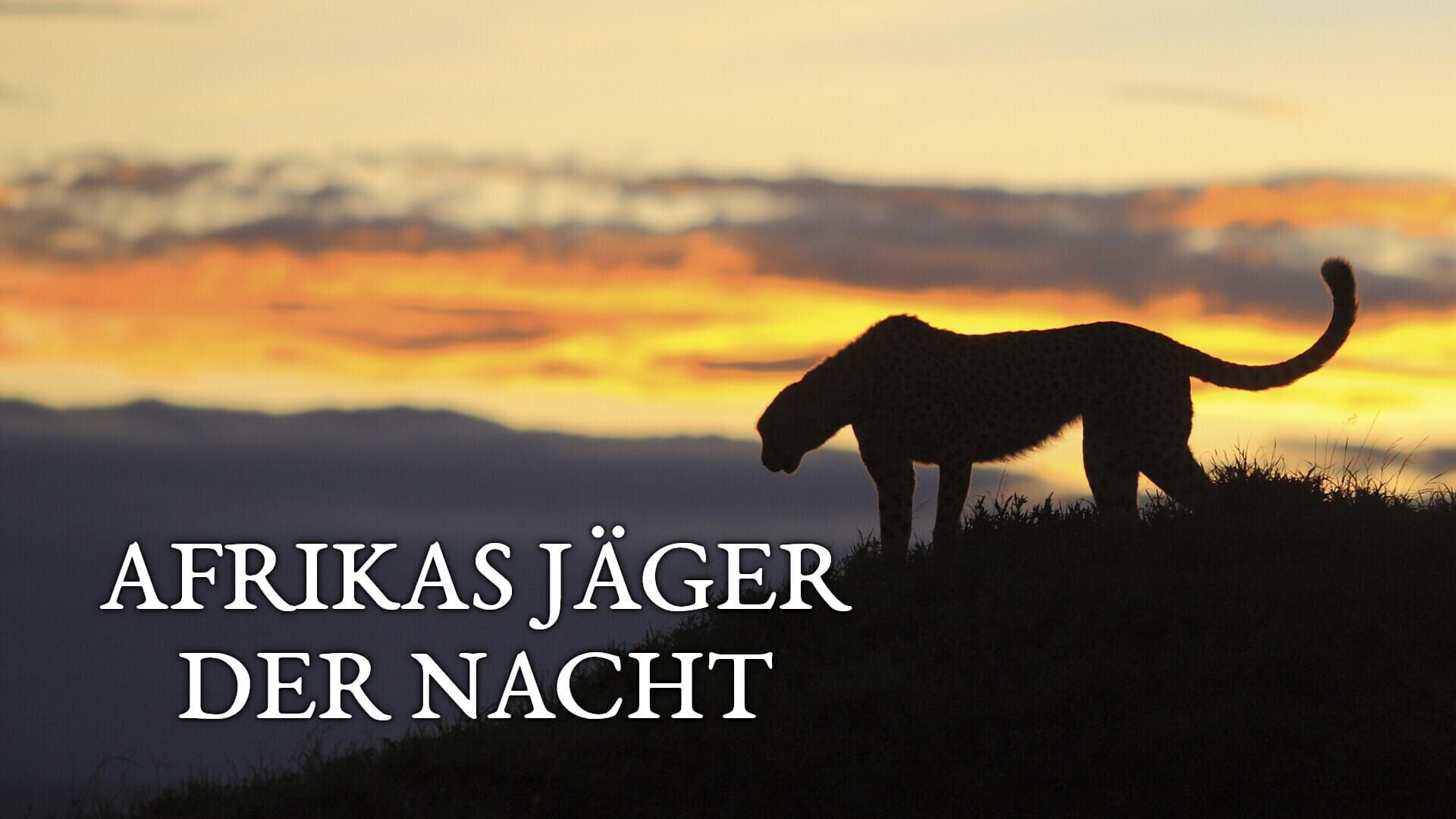 Afrikas Jäger der Nacht