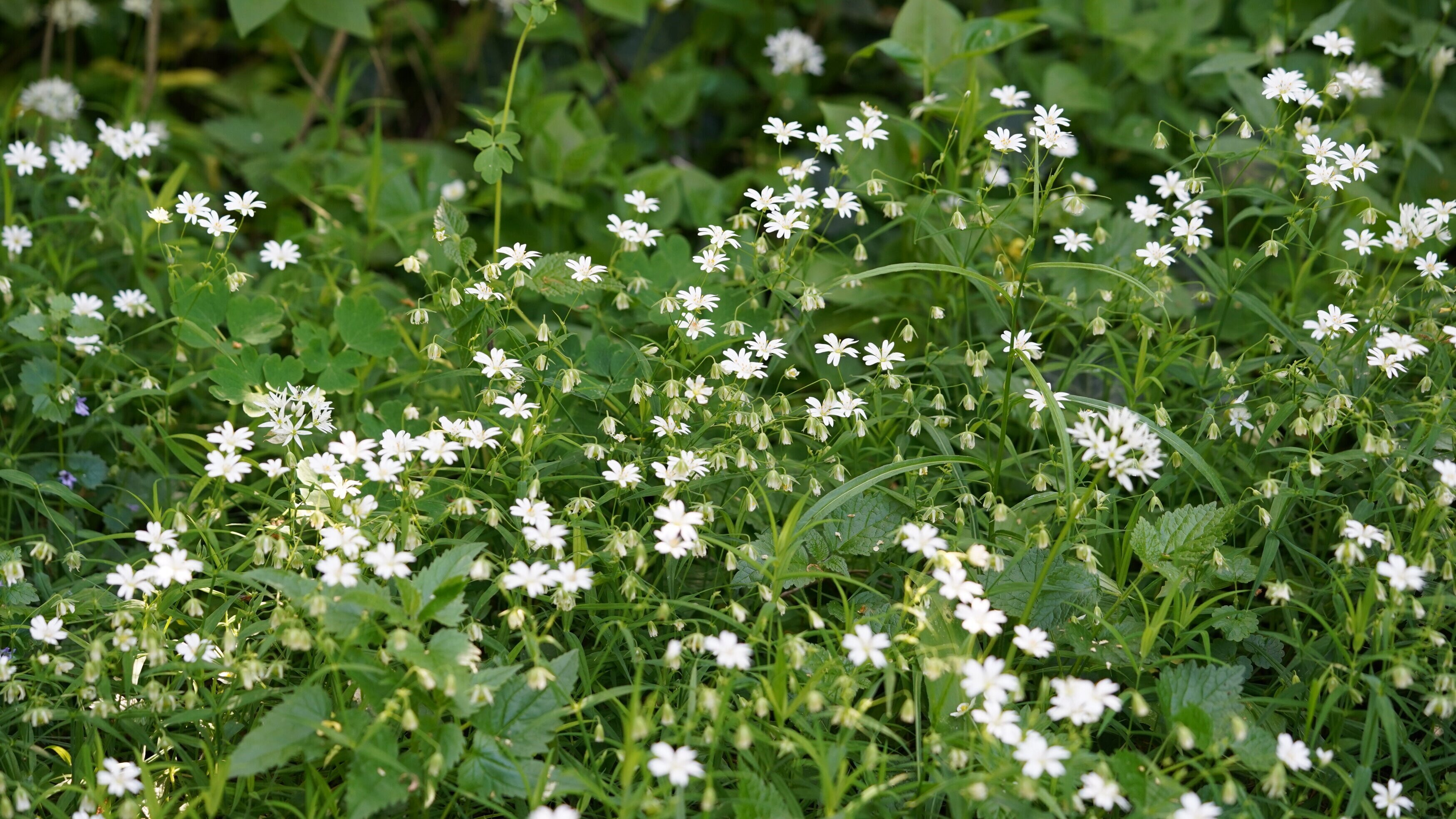 Natur im Garten