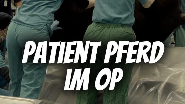 Patient Pferd im OP