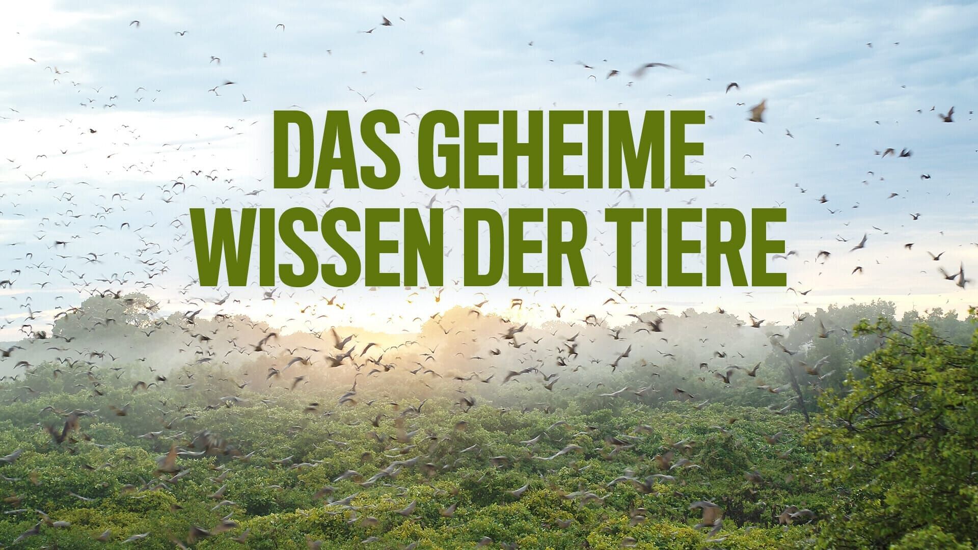 Das geheime Wissen der Tiere