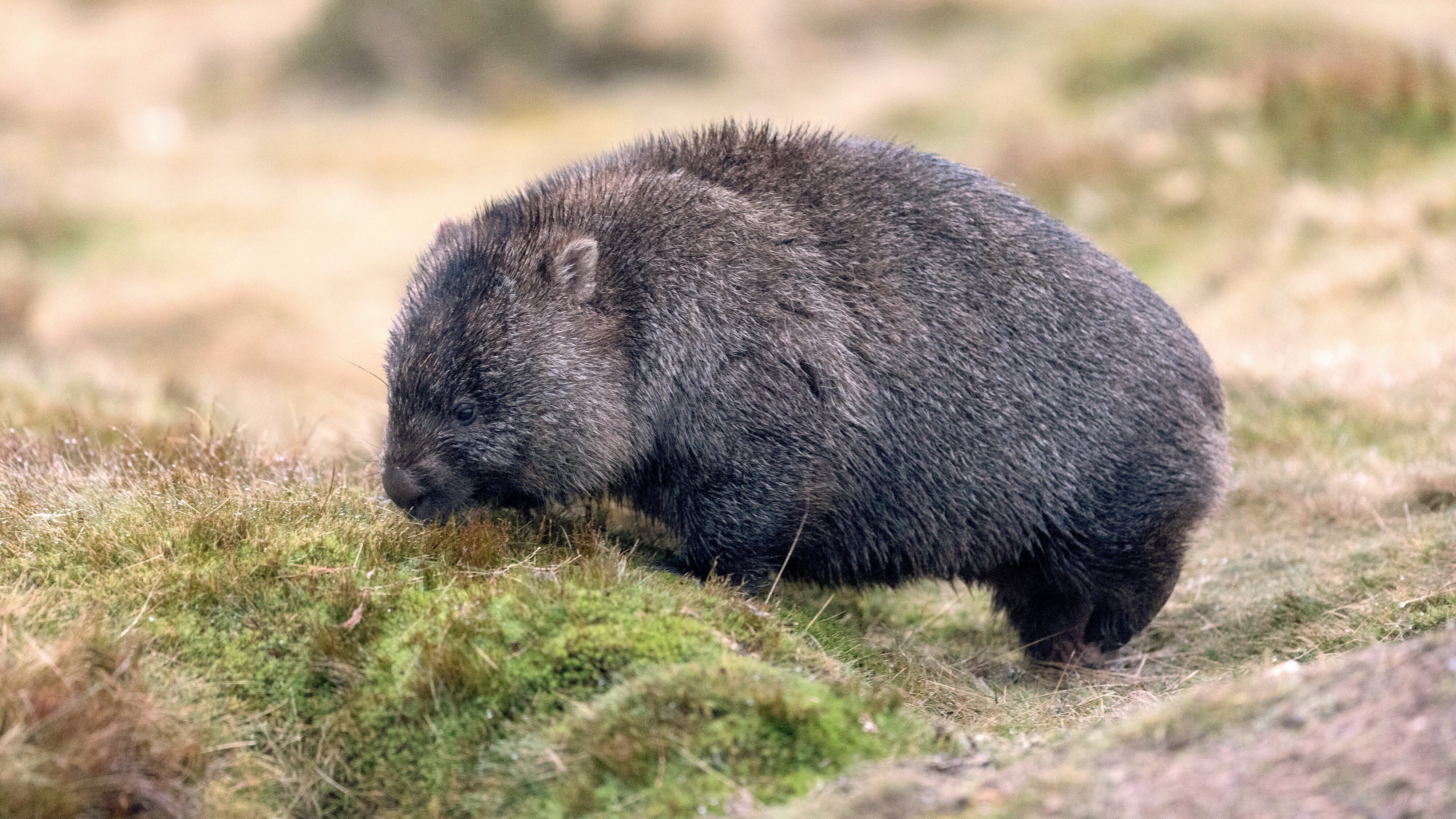 Australiens wilde Wälder