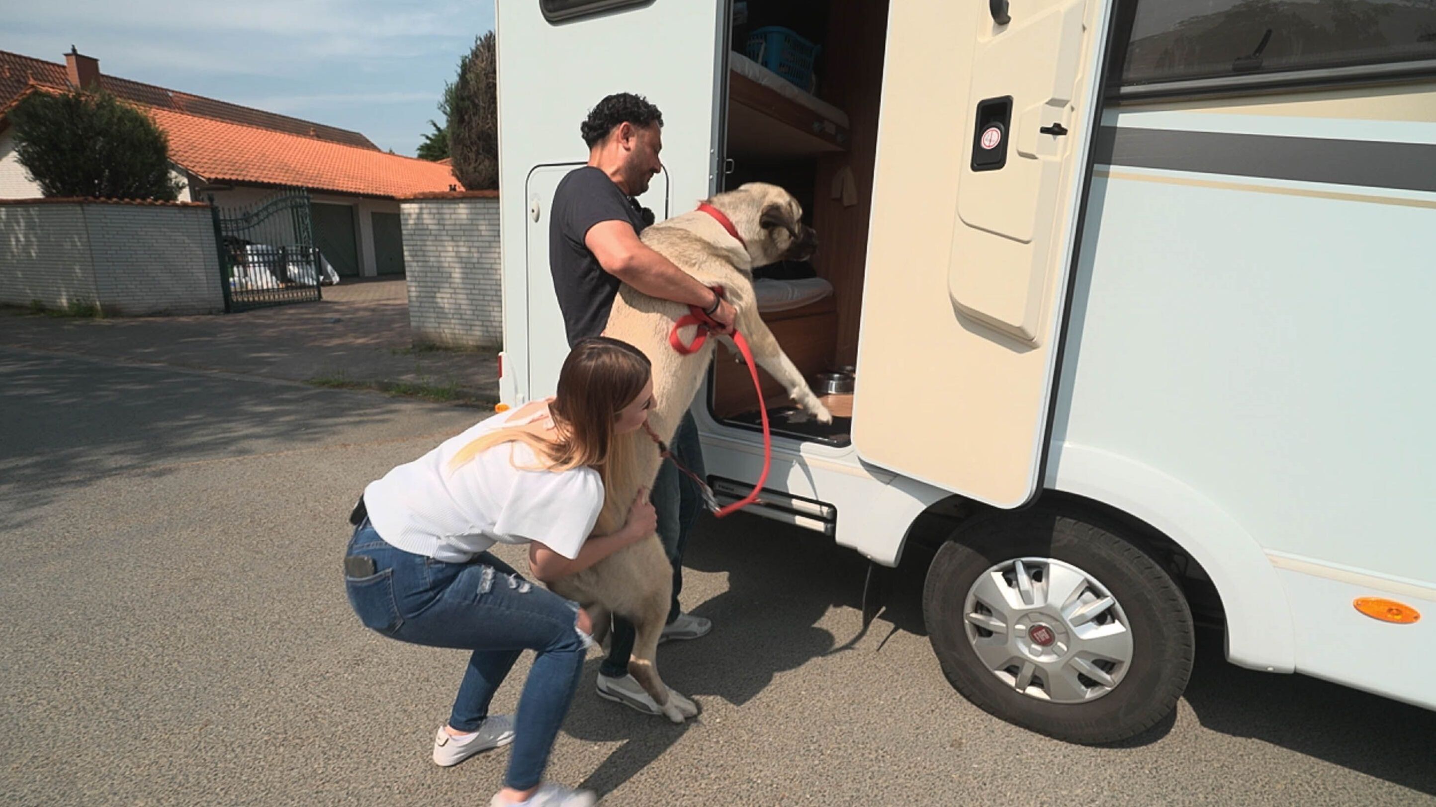 Die großen Hunde – Mit Martin Rütter