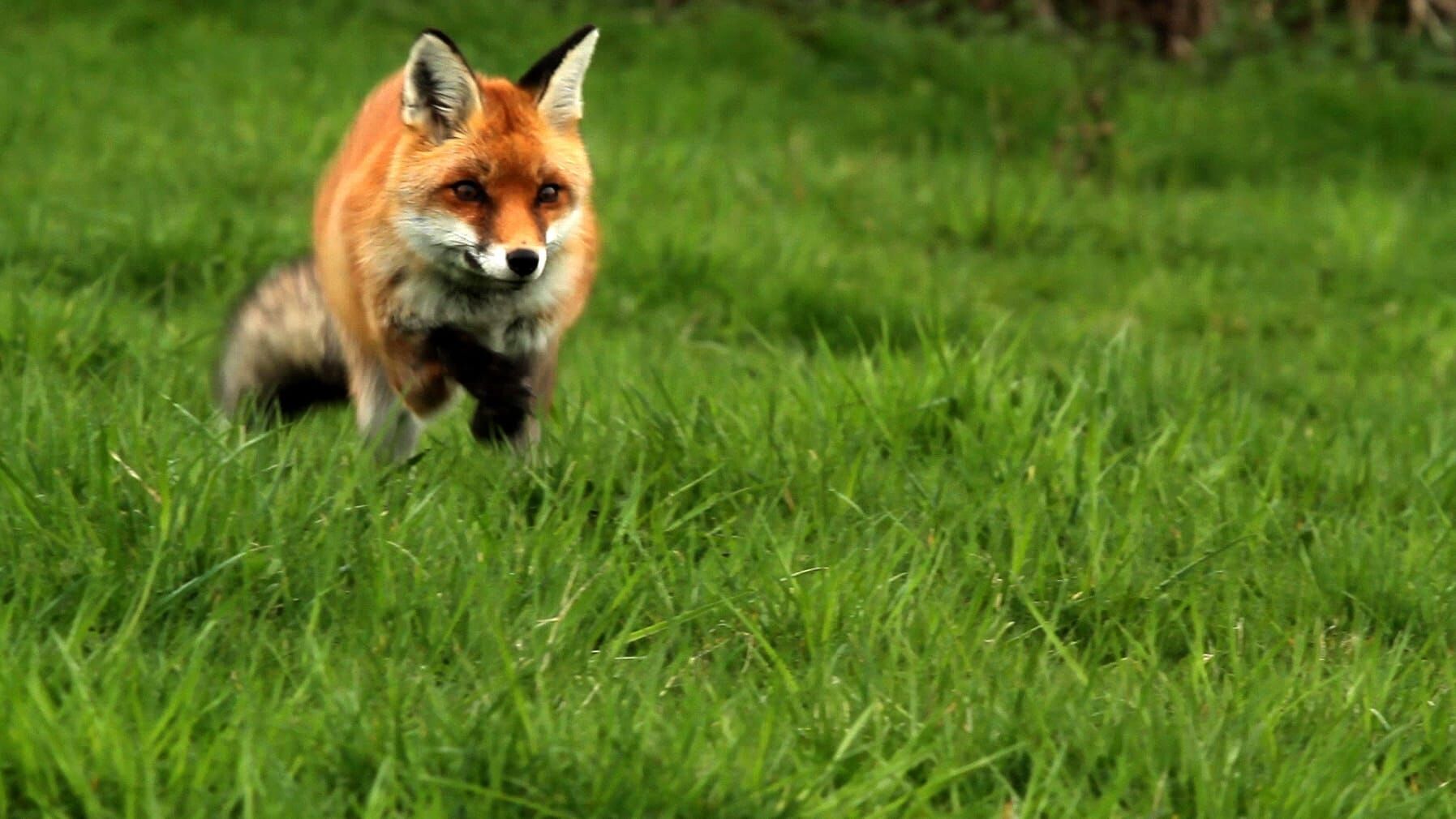 Frankreich – Wild und schön