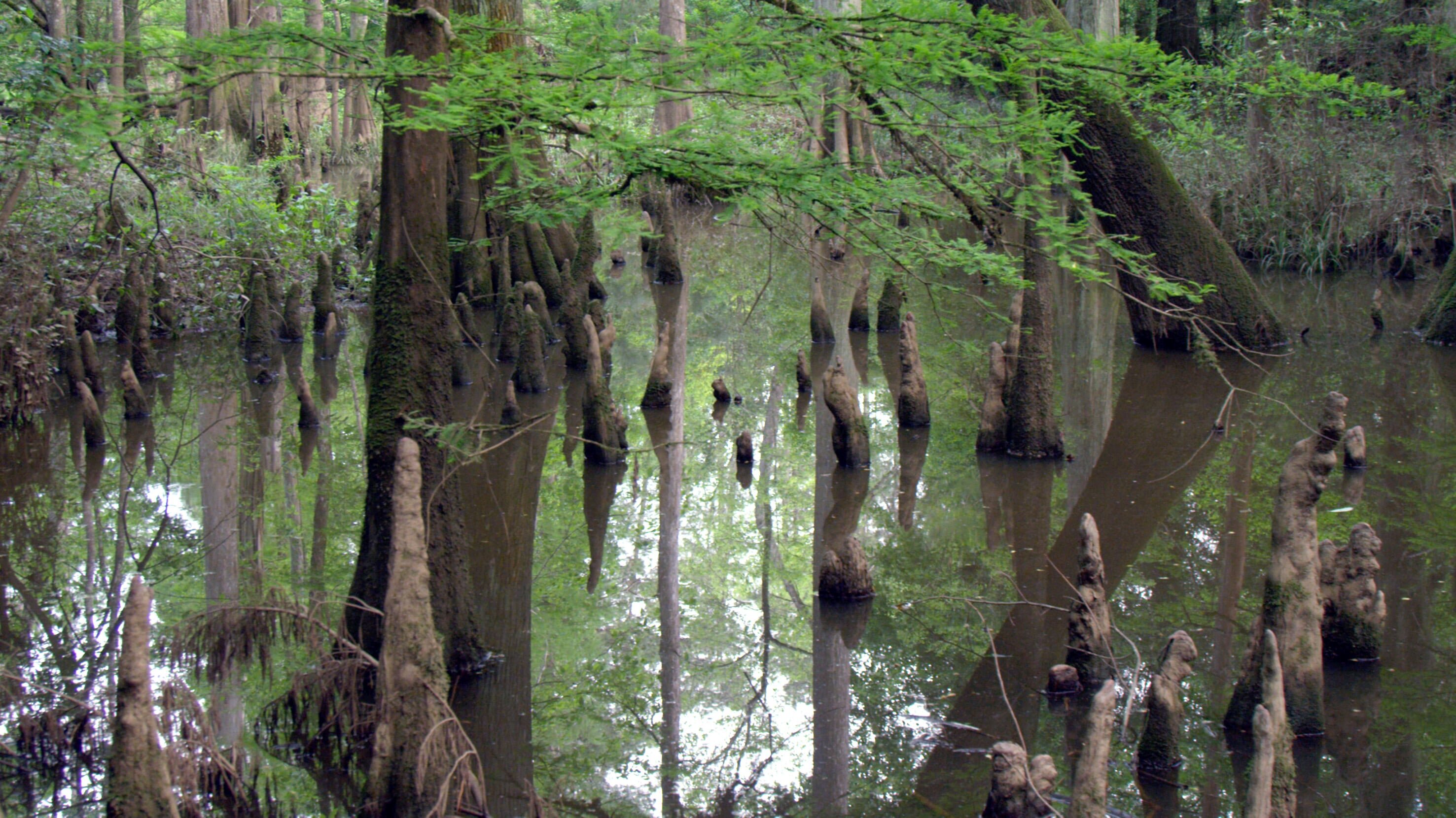 Wilde Wasserwelten im tiefen Süden der USA