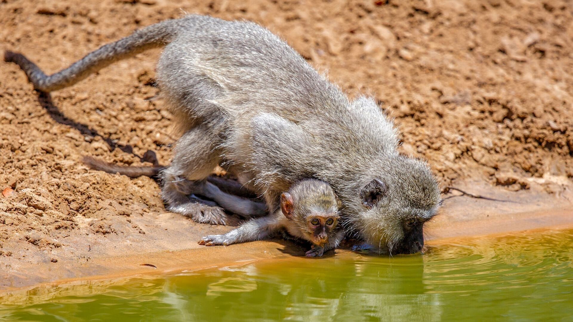 Wasserlöcher – Oasen für Afrikas Fauna