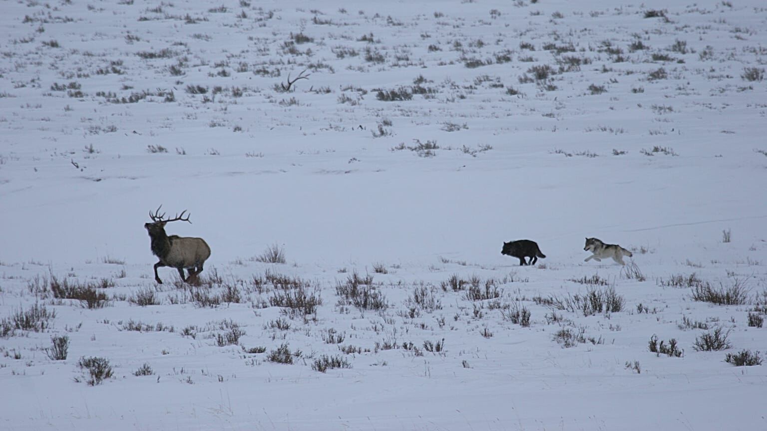 Yellowstone