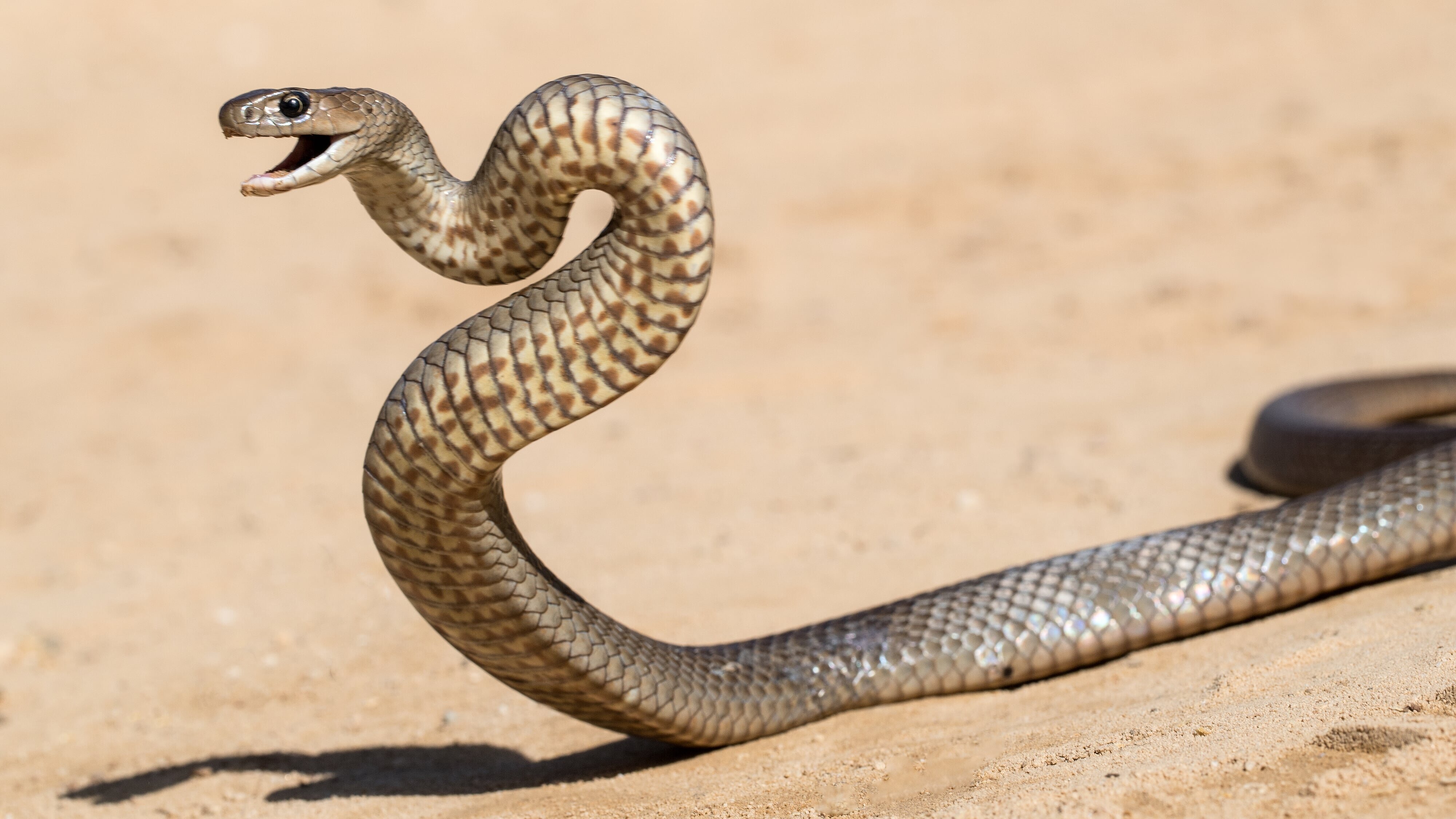 Snake Security – Schlangenalarm in Australien