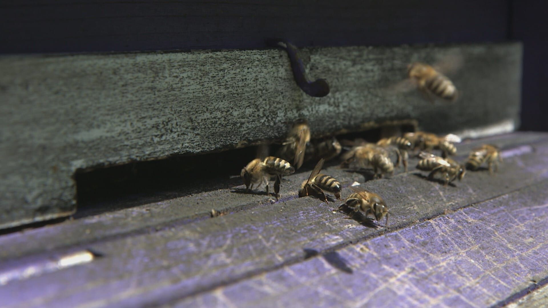 Die Bienenflüsterer