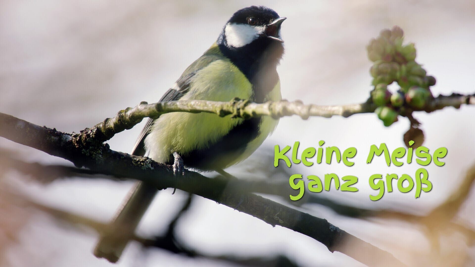 Kleine Meise ganz groß