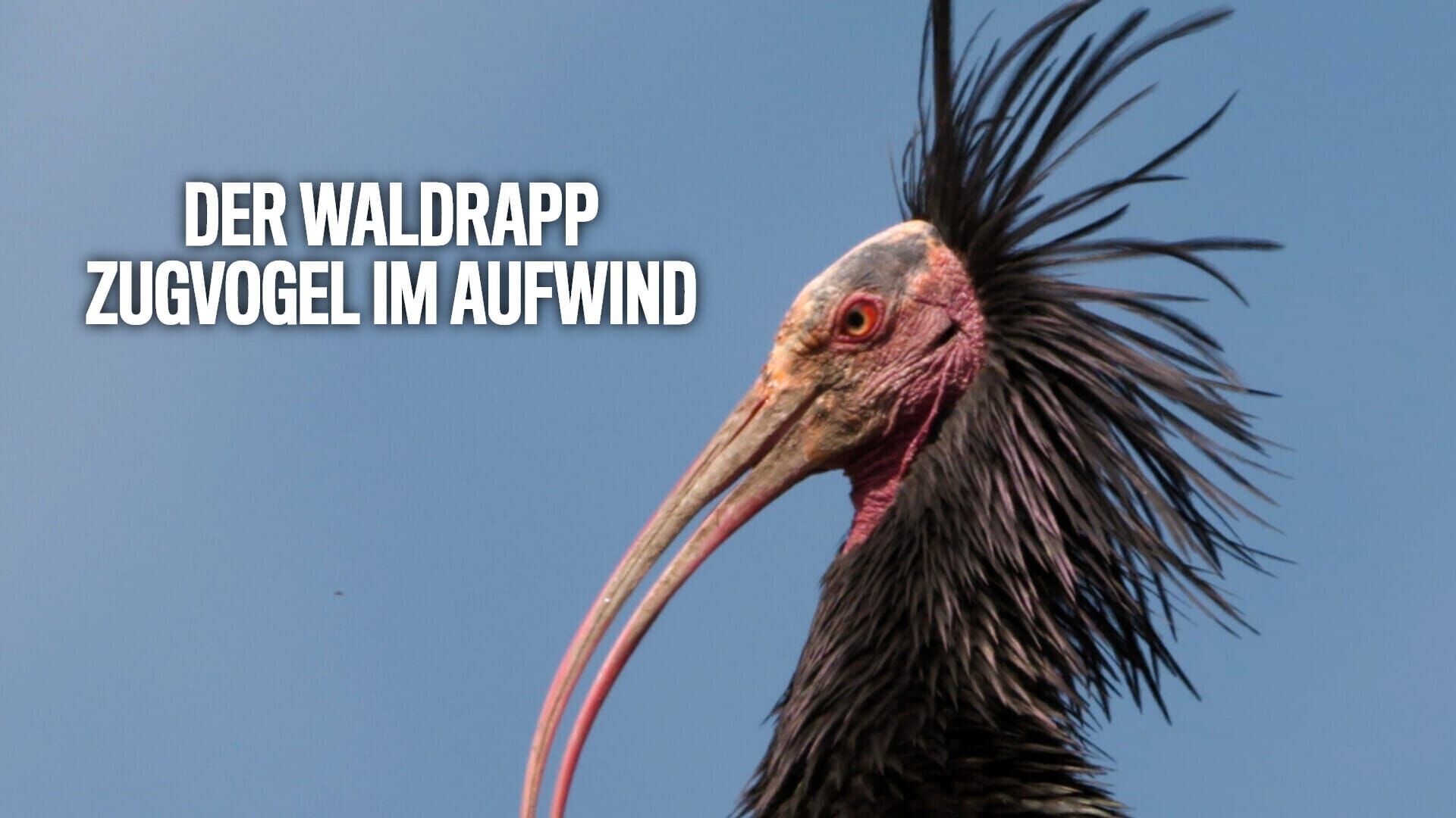 Der Waldrapp – Zugvogel im Aufwind