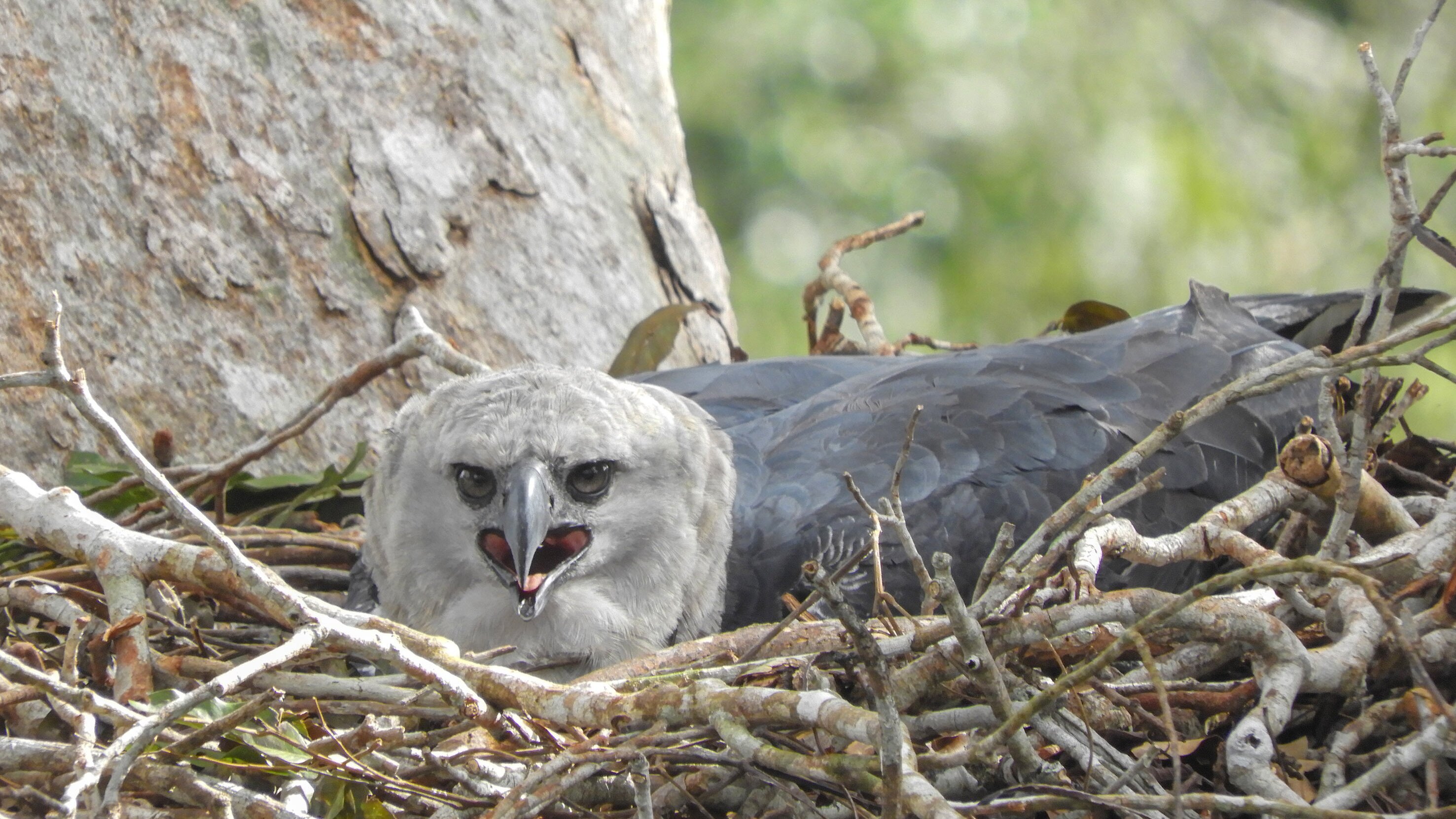 Harpyien, die größten Greifvögel des Regenwaldes